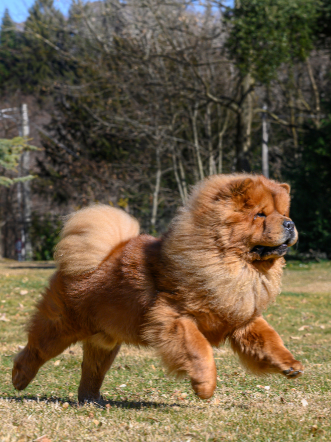 Un chow-chow brun