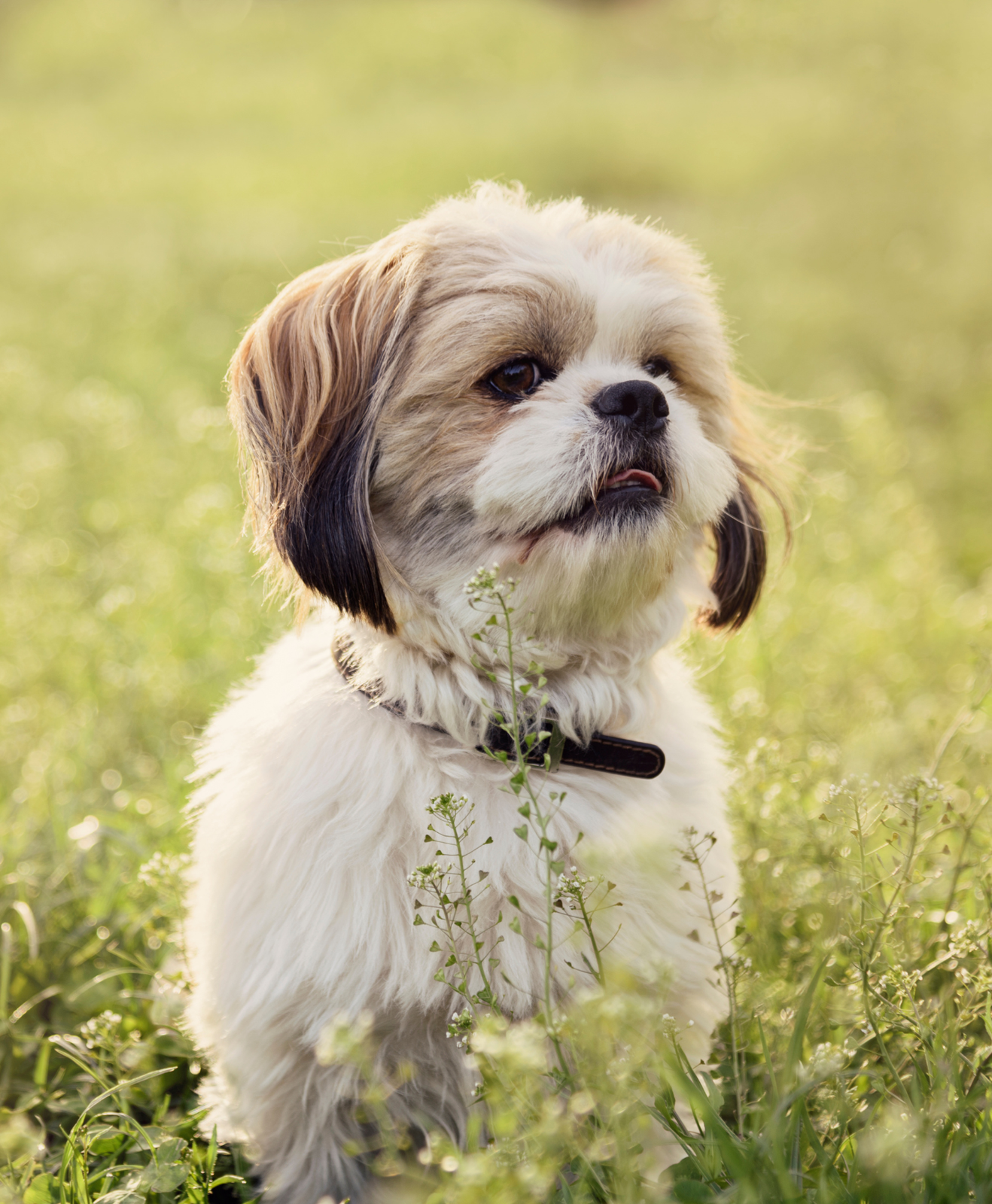 Petit chien beige