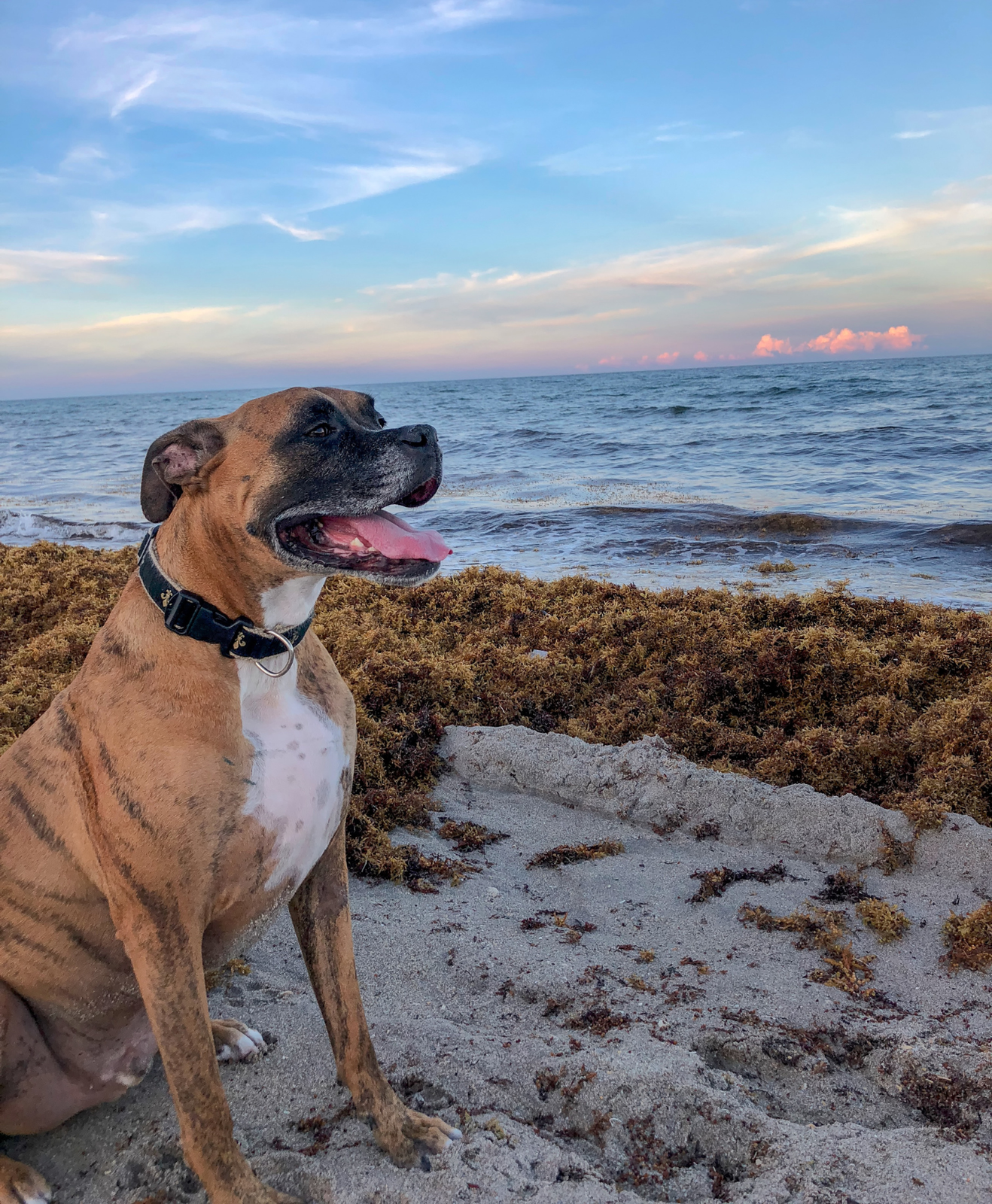 Un chien sur la plage