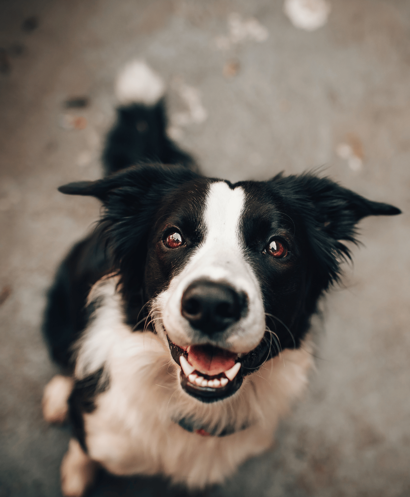Un chien noir et blanc qui regarde l'objectif Un chien noir et blanc qui regarde l'objectif