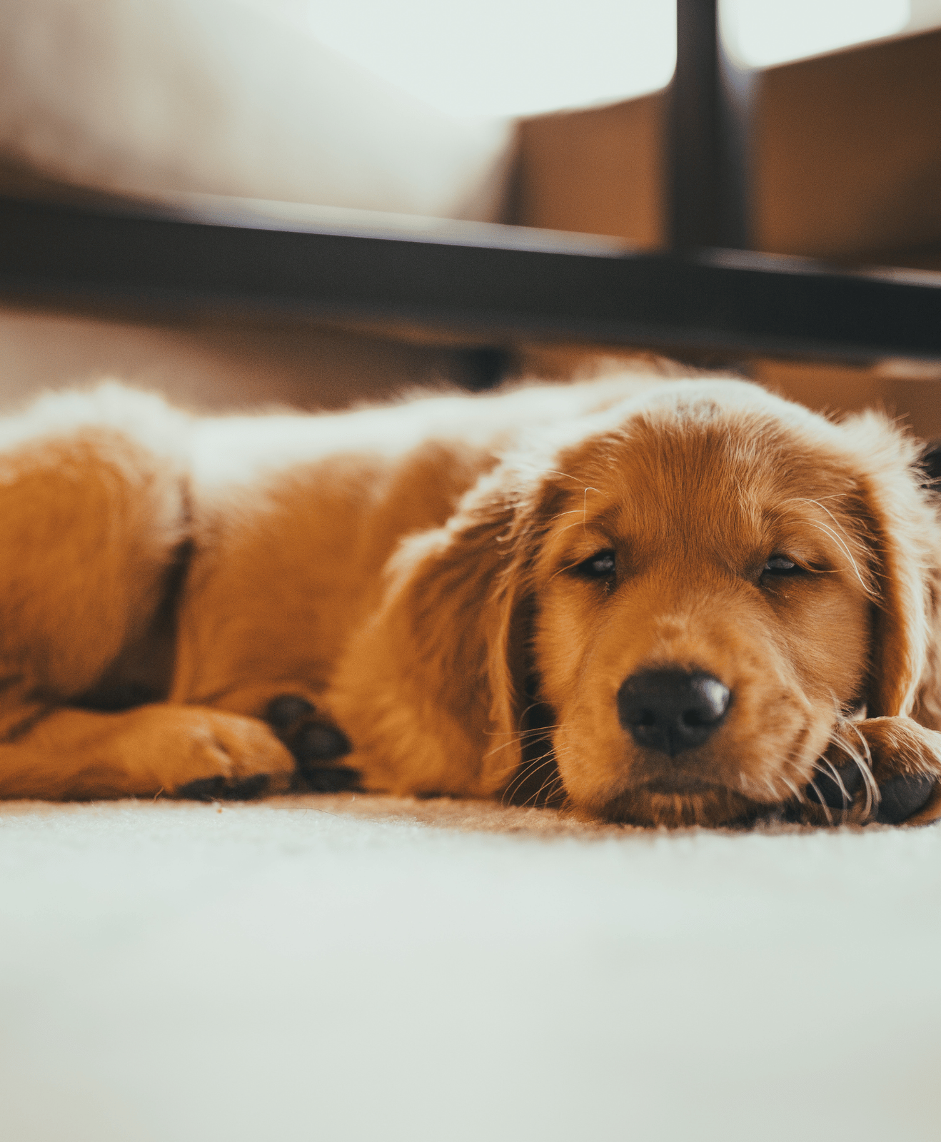 Un chien marron allongé Un chien marron allongé