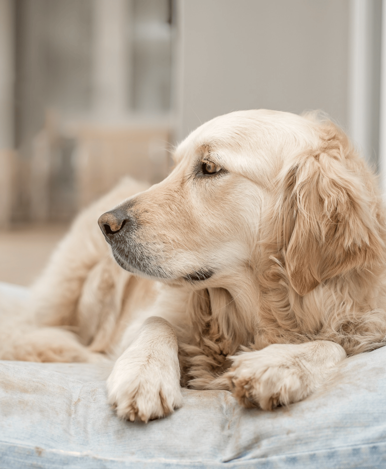 Un chien beige allongé qui regarde à gauche Un chien beige allongé qui regarde à gauche