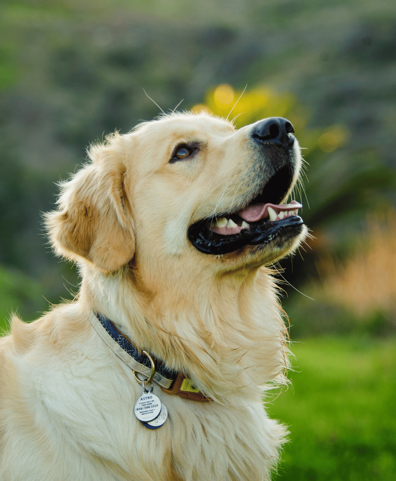 Un chien beige qui regarde vers la droite dehors Un chien beige qui regarde vers la droite dehors