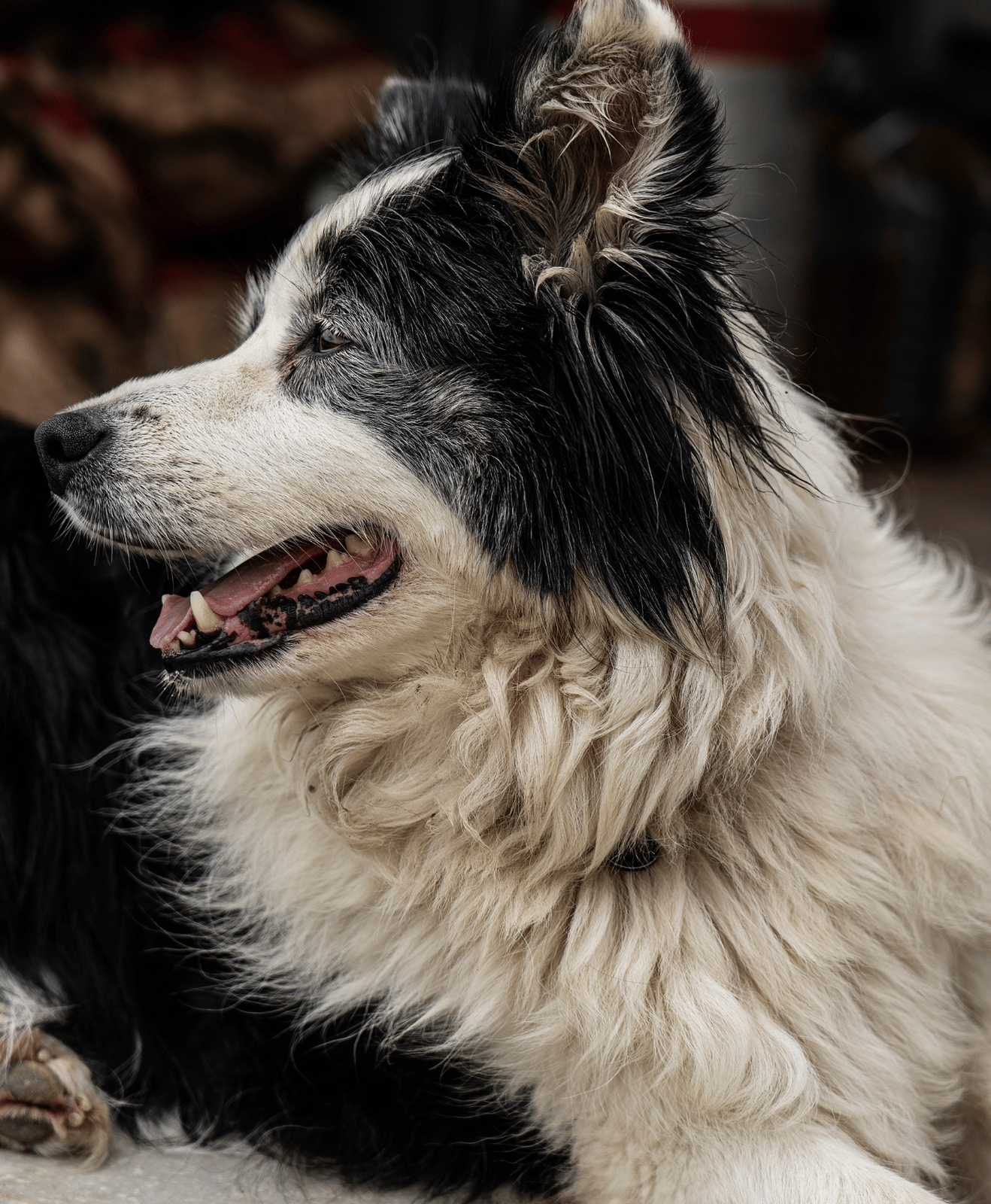 Un chien beige qui tire la langue sur un canapé Un chien beige qui tire la langue sur un canapé