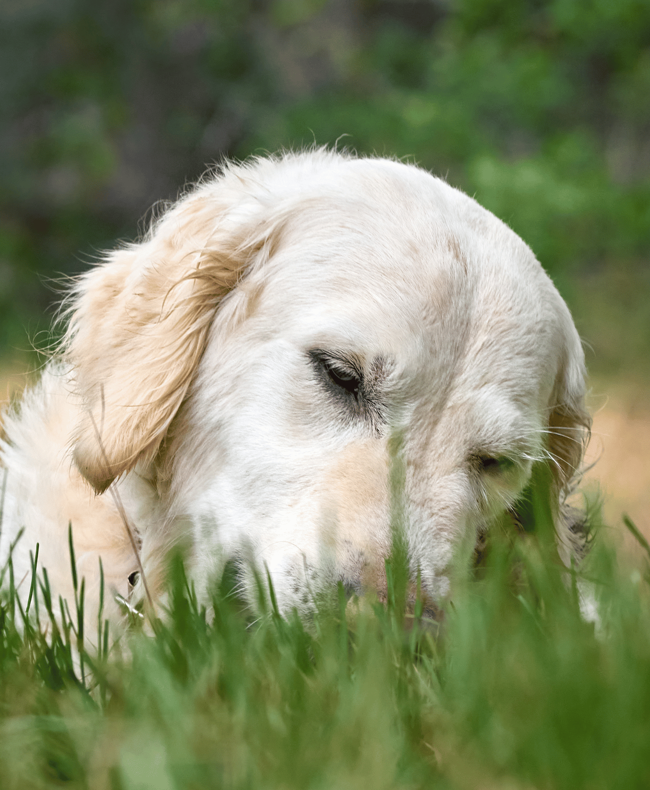 Un chien avec le museau dans l'herbe