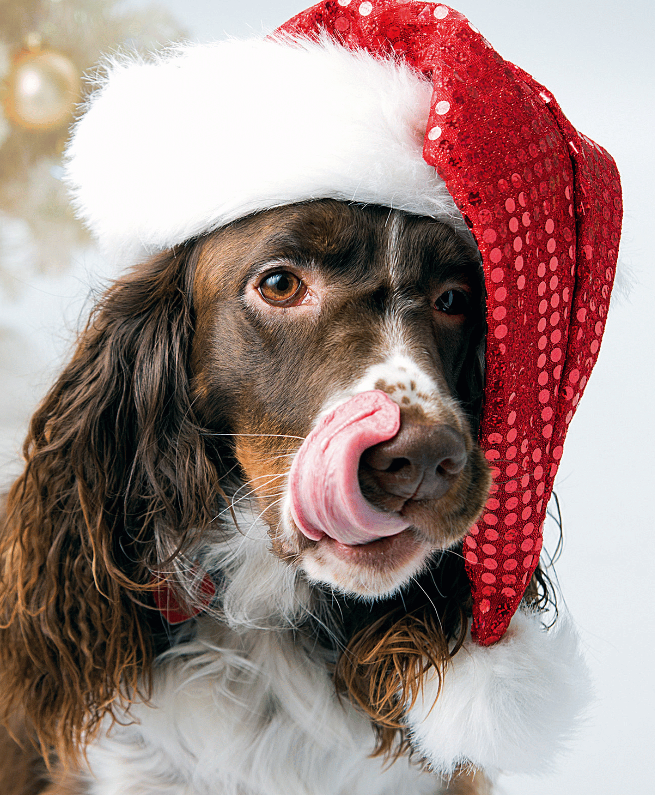 Un chien avec un bonnet de noël qui tire la langue