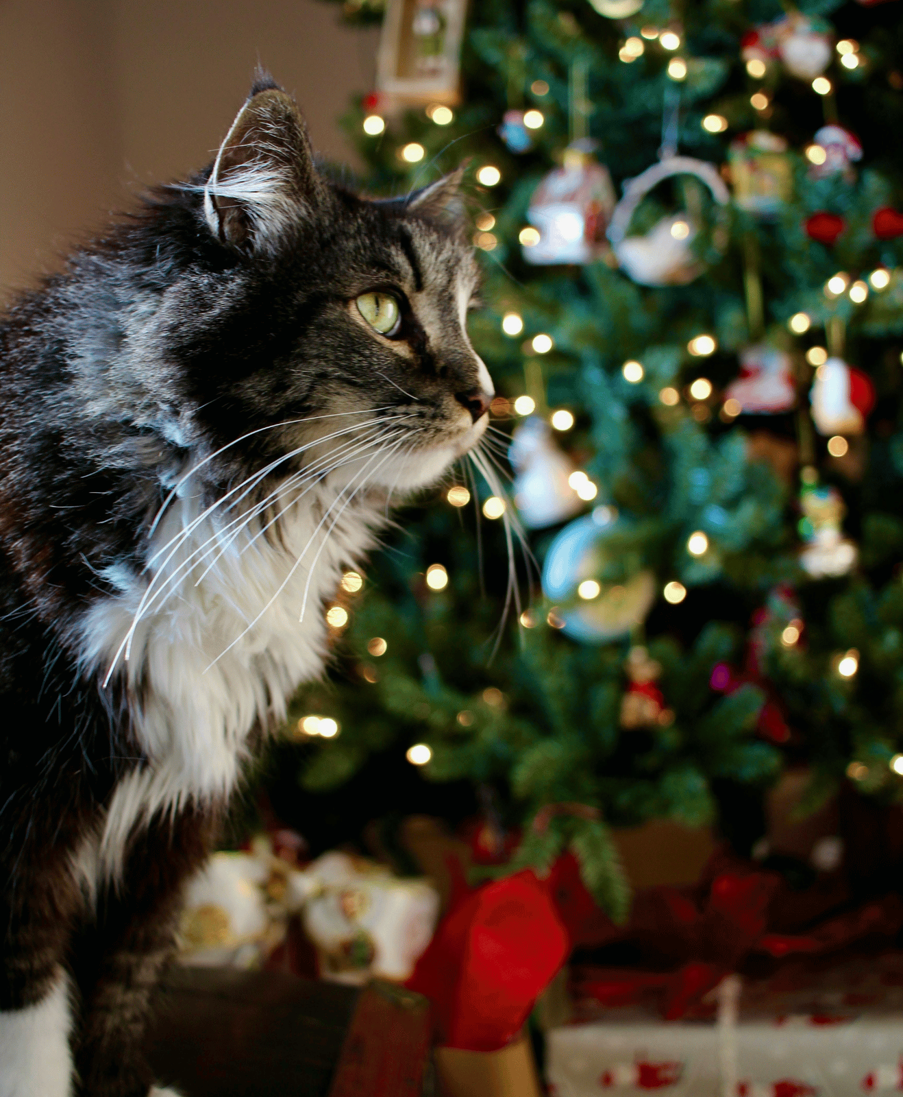Un chat devant un sapin de noël