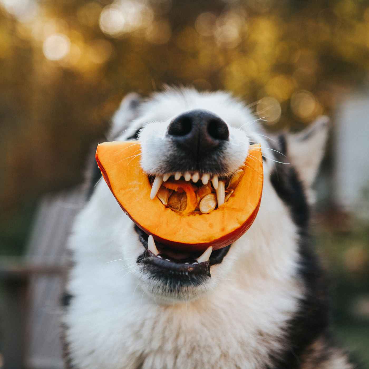 halloween-chien-chat