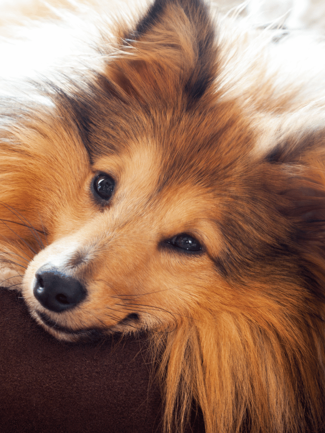 Un chien avec sa tête sur un coussin