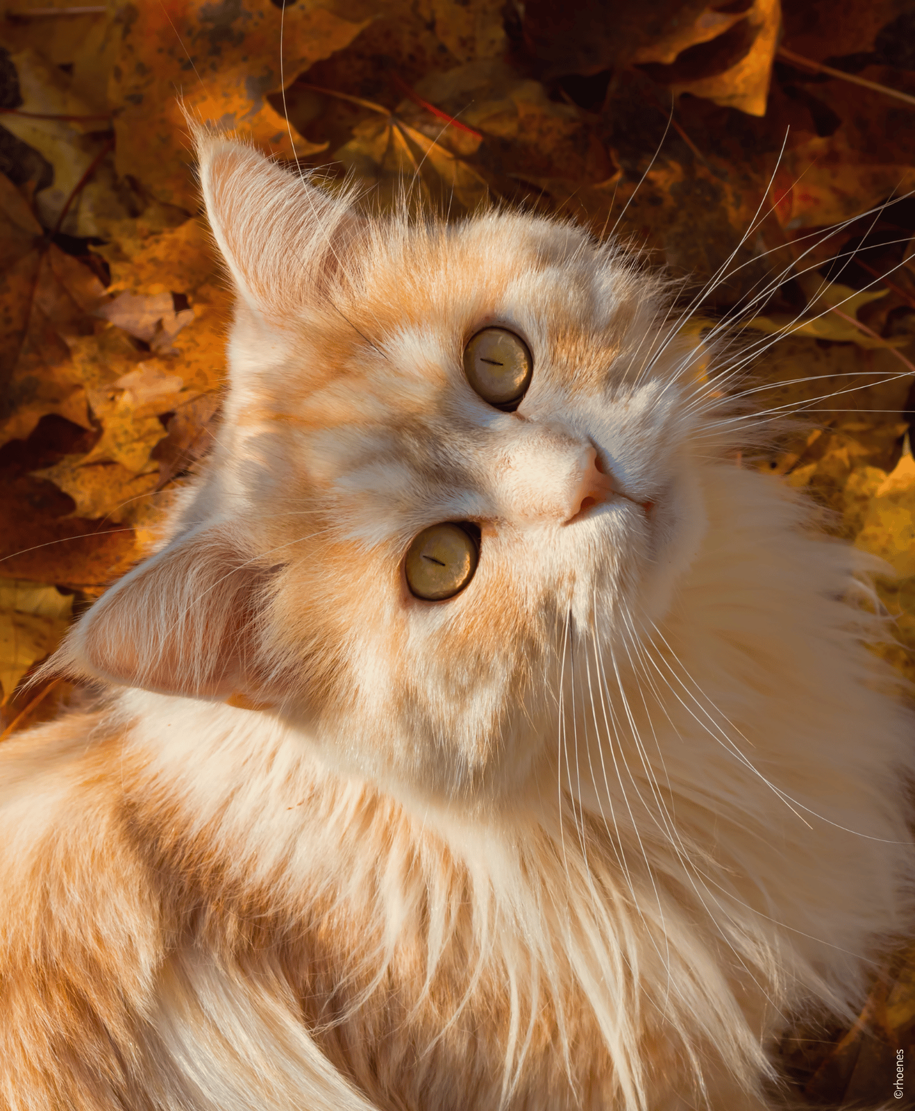 Un chat beige qui regarde la caméra sur le thème de l'automne