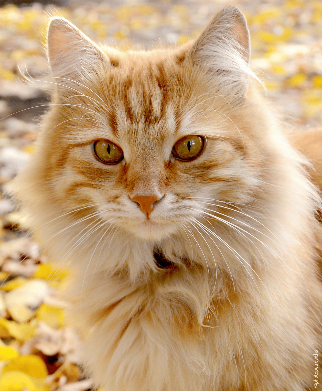 Chat beige avec un regard profond et des feuilles jaunes en arrière plan