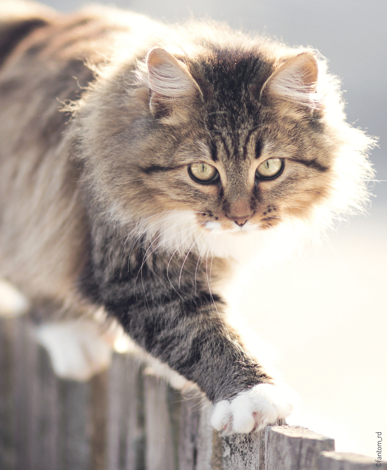 Chat gris avec des yeux verts qui marche sur une rambarde