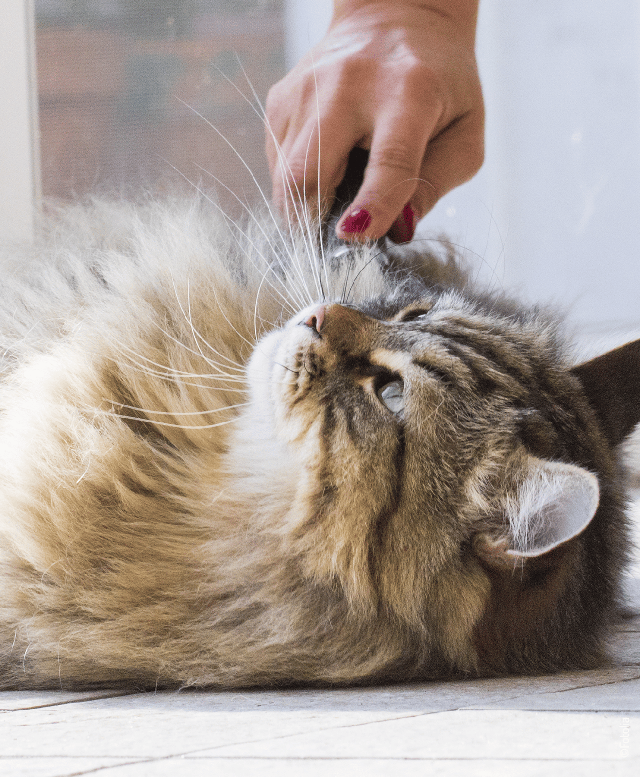 Un chat allongé qui se fait brosser par une main