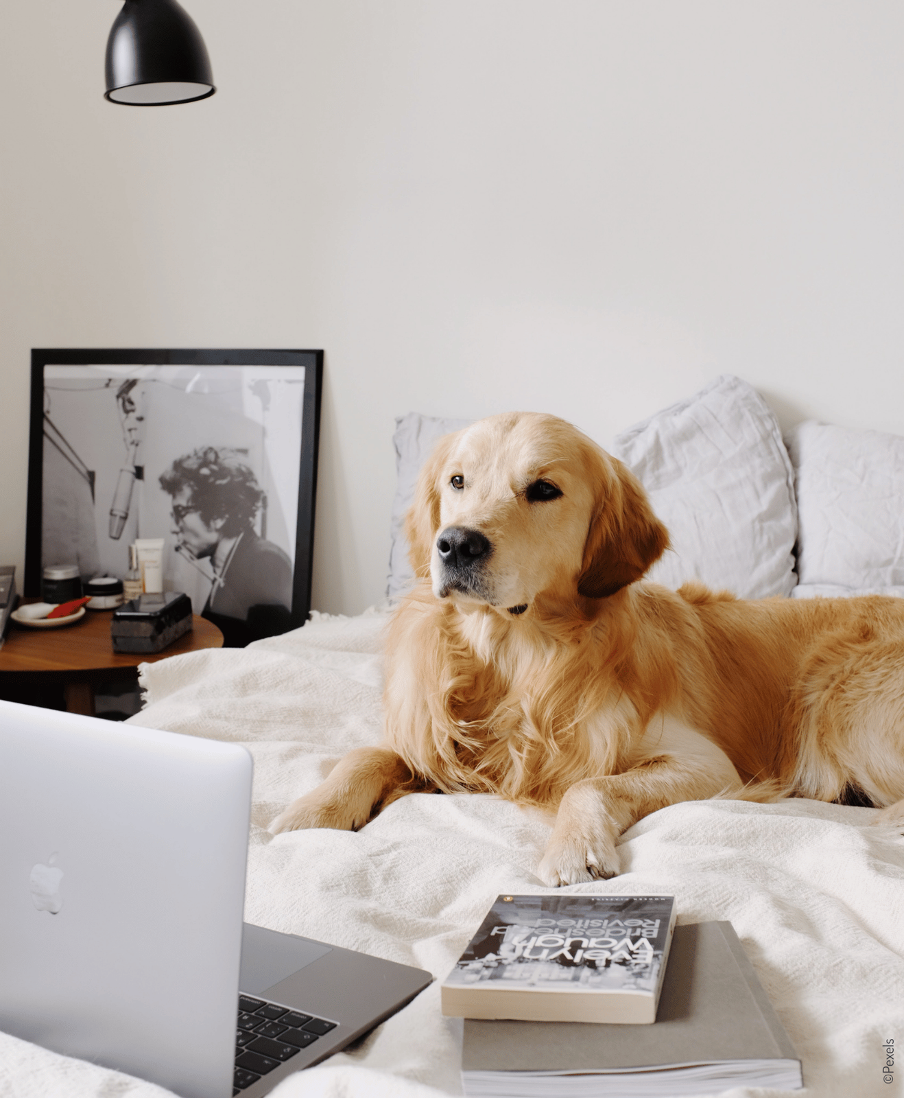 Un chien allongé sur un lit devant un ordinateur Un chien allongé sur un lit devant un ordinateur
