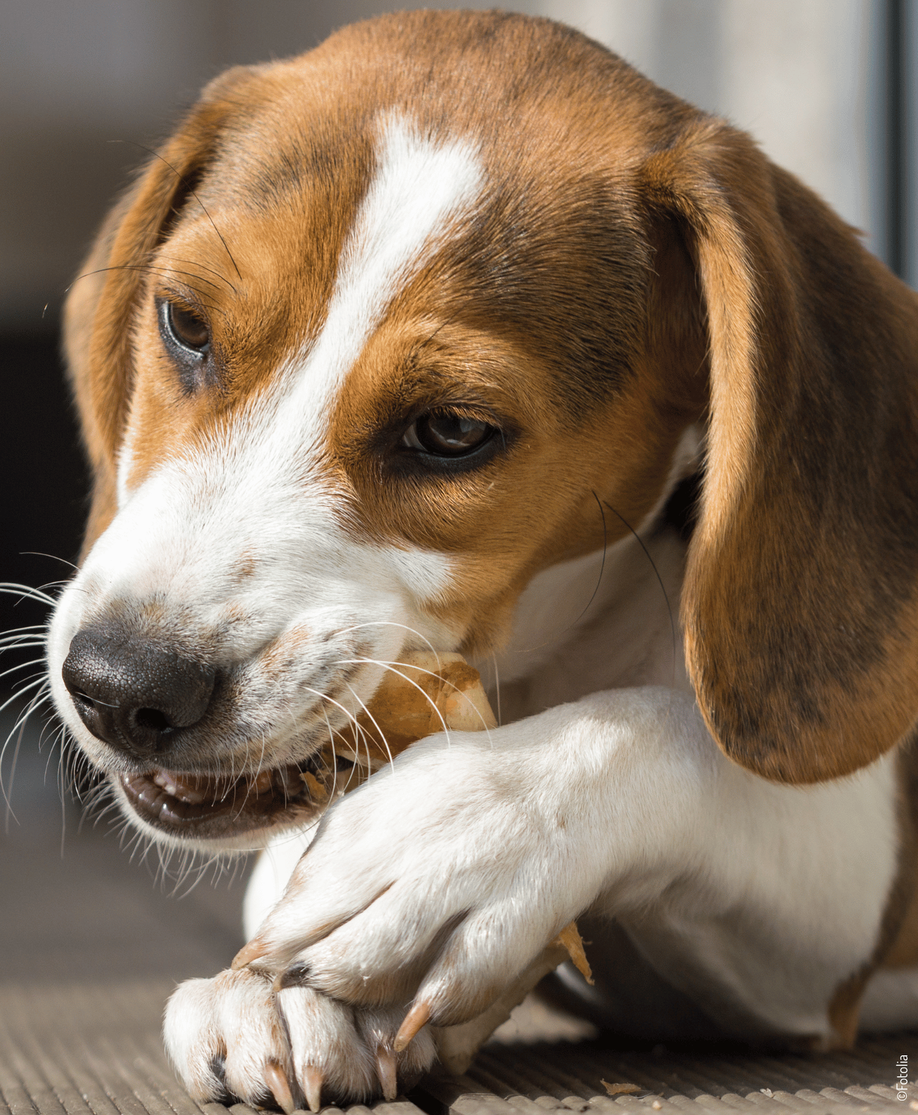 Un chien qui joue avec un jouet dans la bouche Un chien qui joue avec un jouet dans la bouche