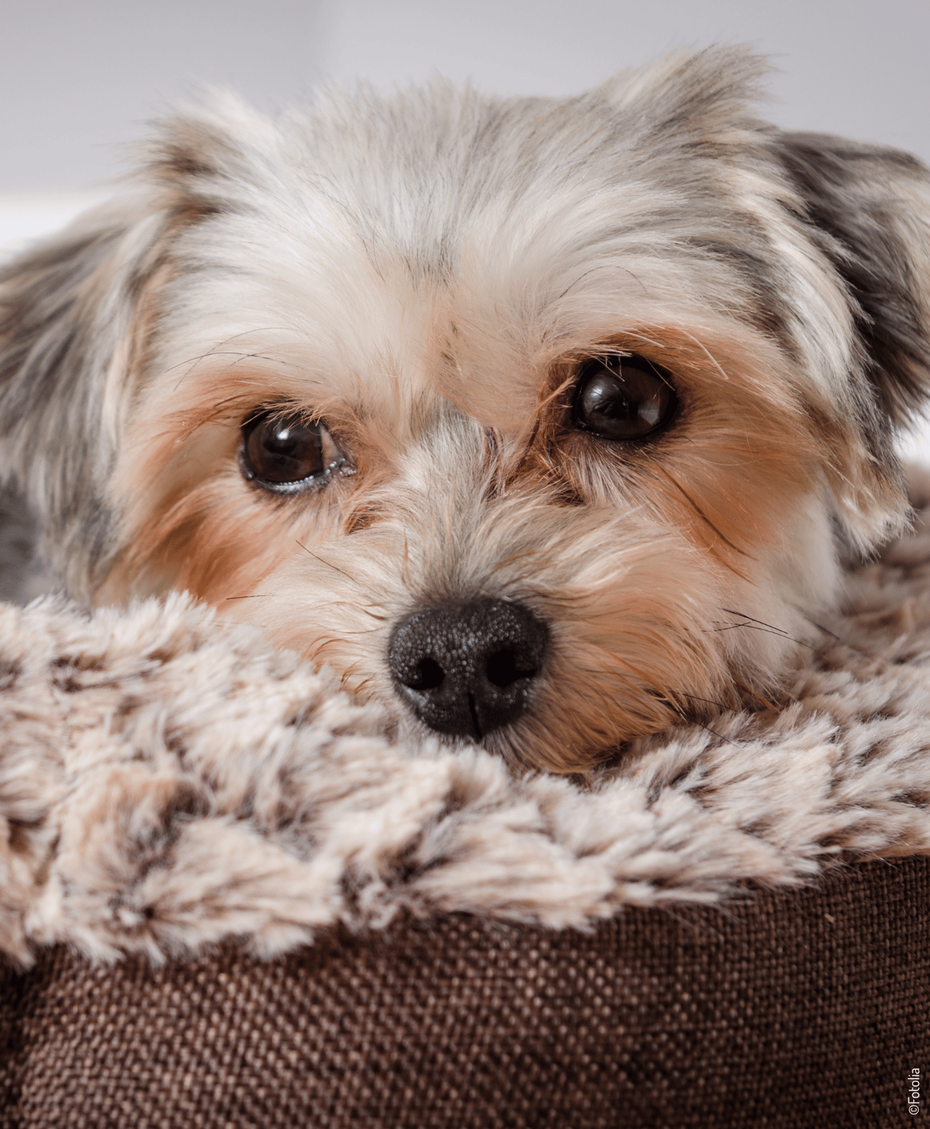 Chine avec la tête dans un couchage Chien avec la tête dans un couchage