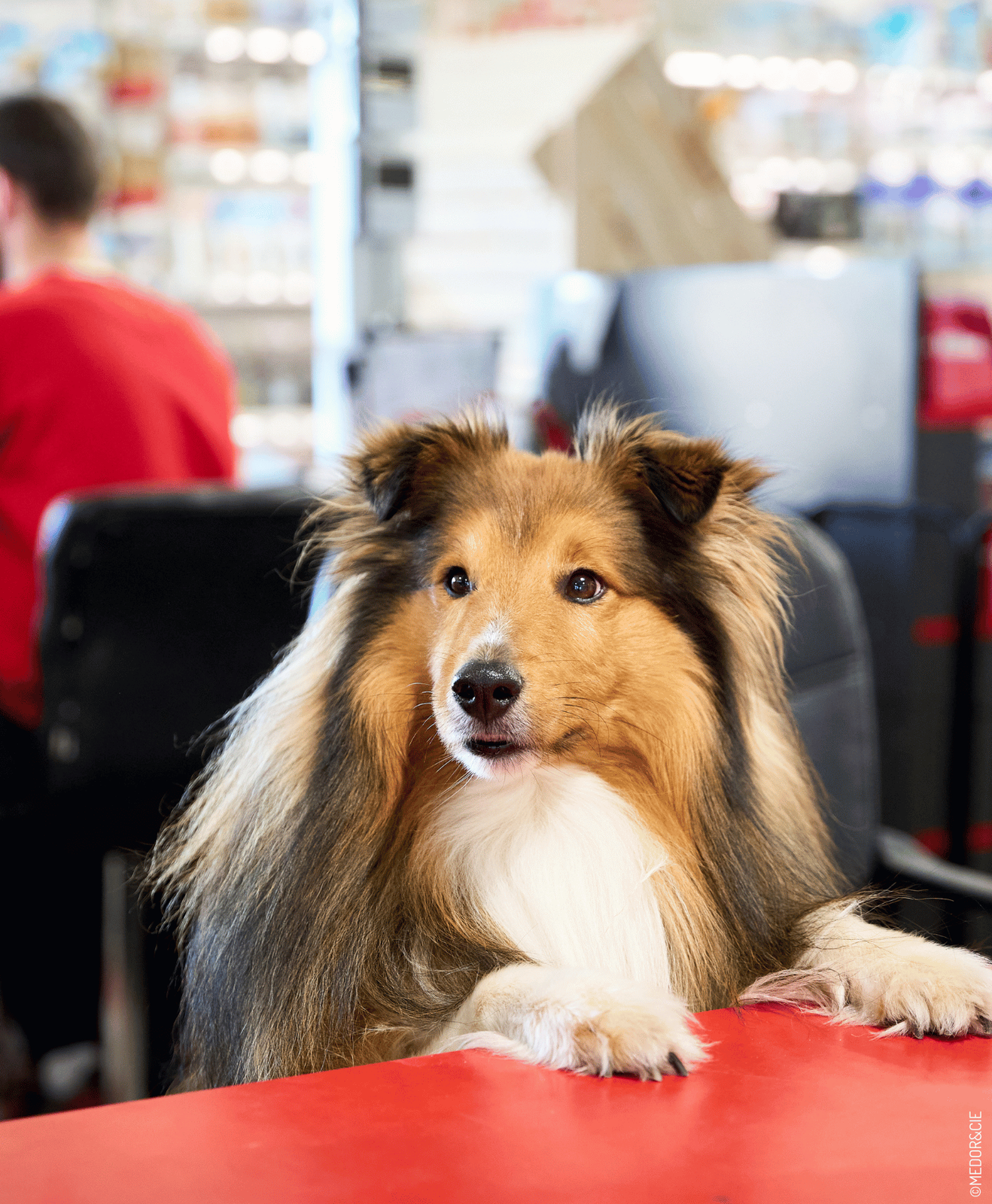 Un chien assis comme un employé dans un magasin Médor Un chien assis comme un employé dans un magasin Médor