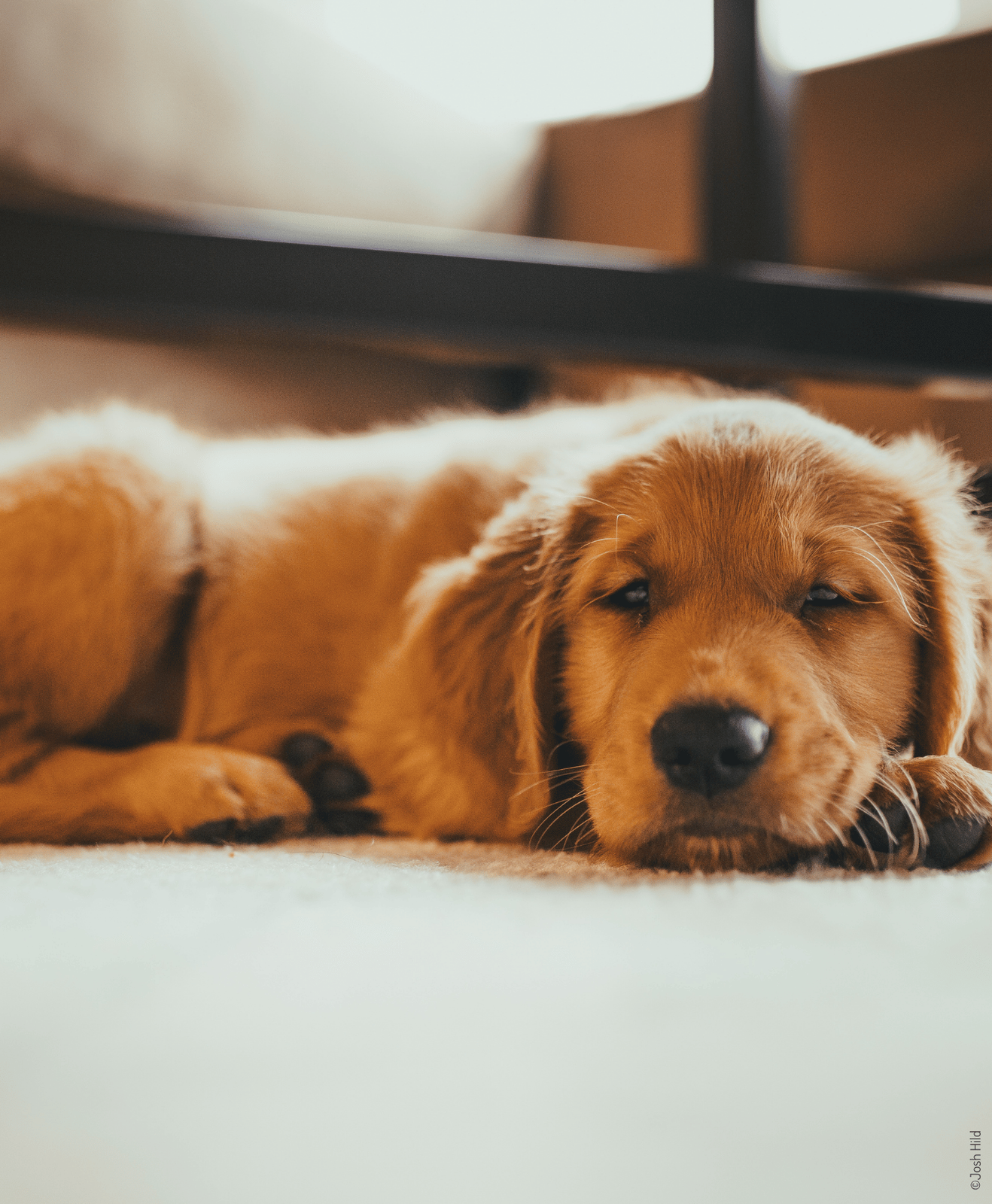 Un chien marron allongé