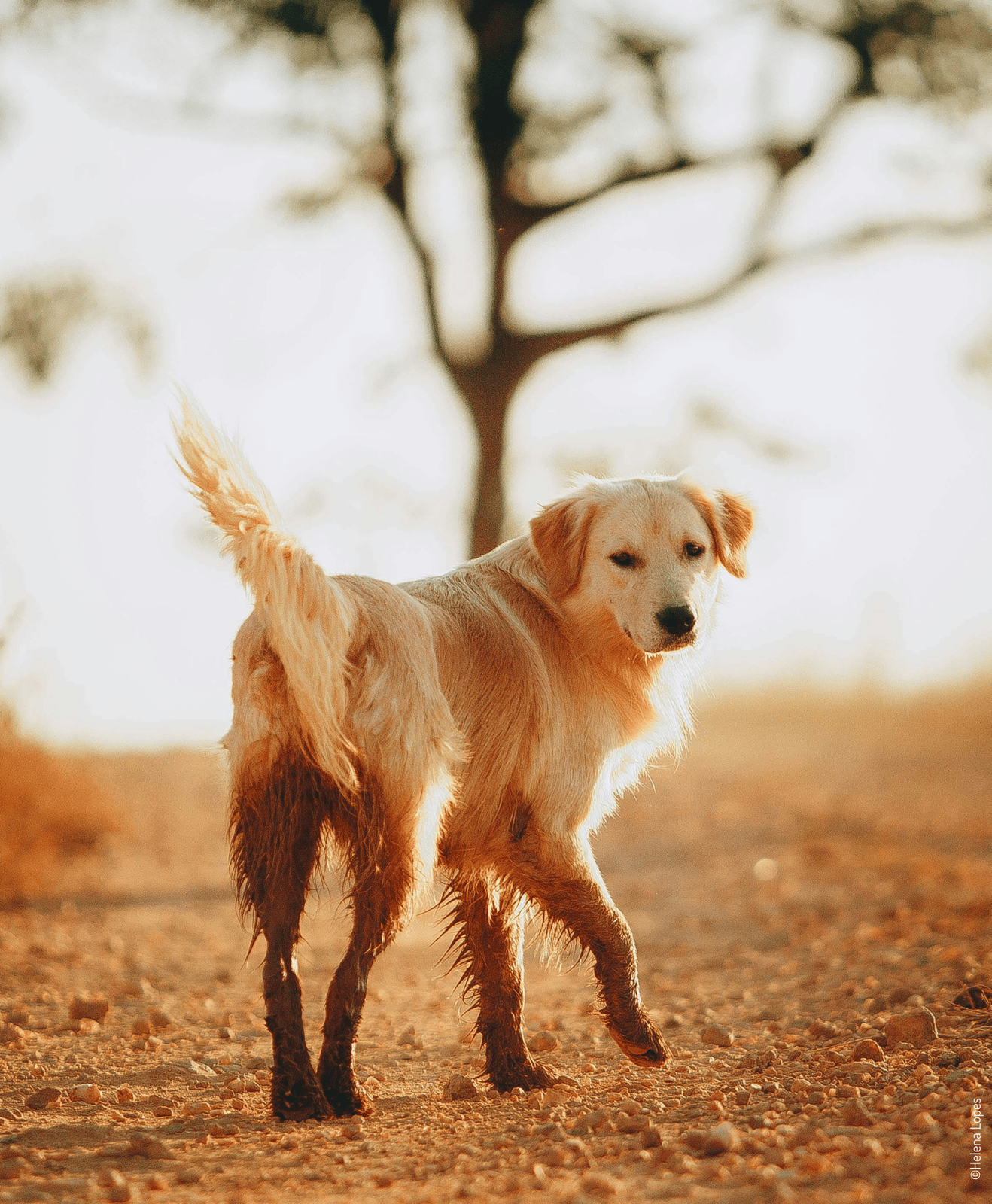 Un chien qui marche dehors dans des couleurs chaudes