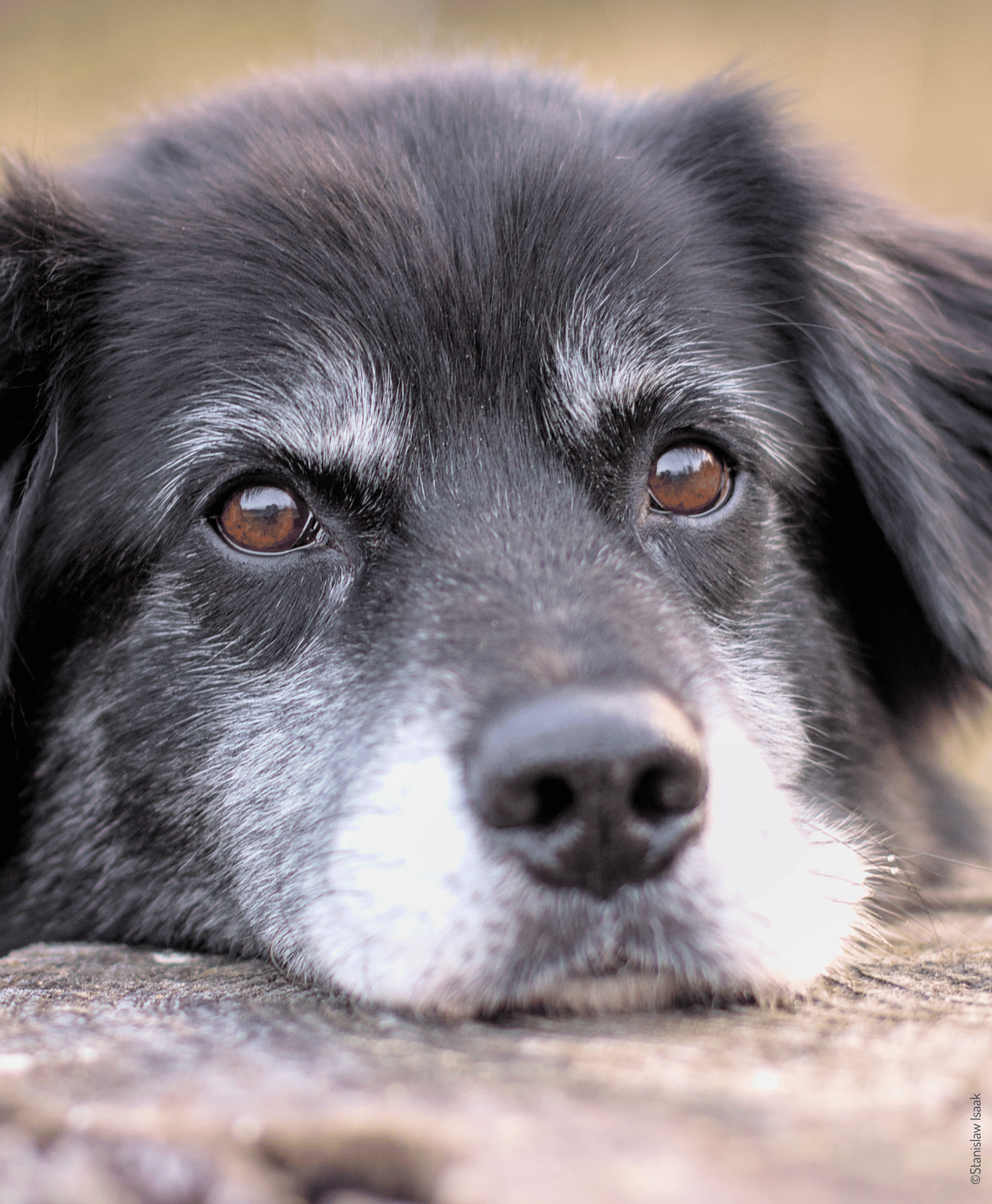 Un chien gris qui regarde l'horizon