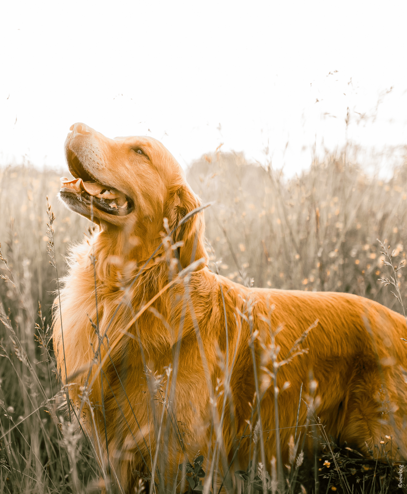 Un chien dehors dans les herbes
