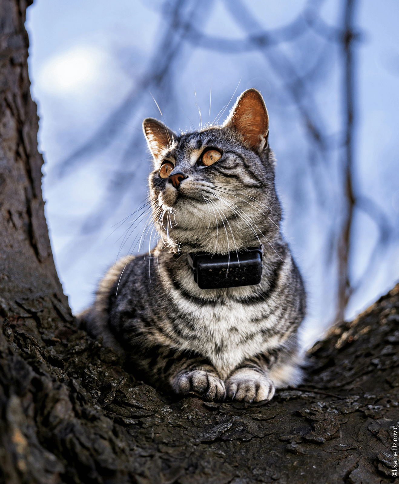 Chat tigré perché sur un arbre, portant un collier noir avec dispositif