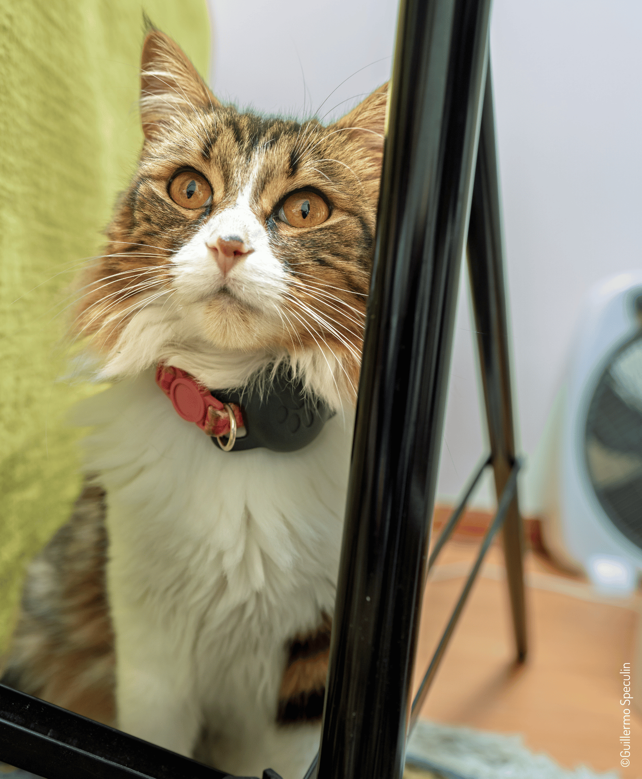 Chat au pelage long brun et blanc portant un collier rouge avec dispositif noir à l'intérieur