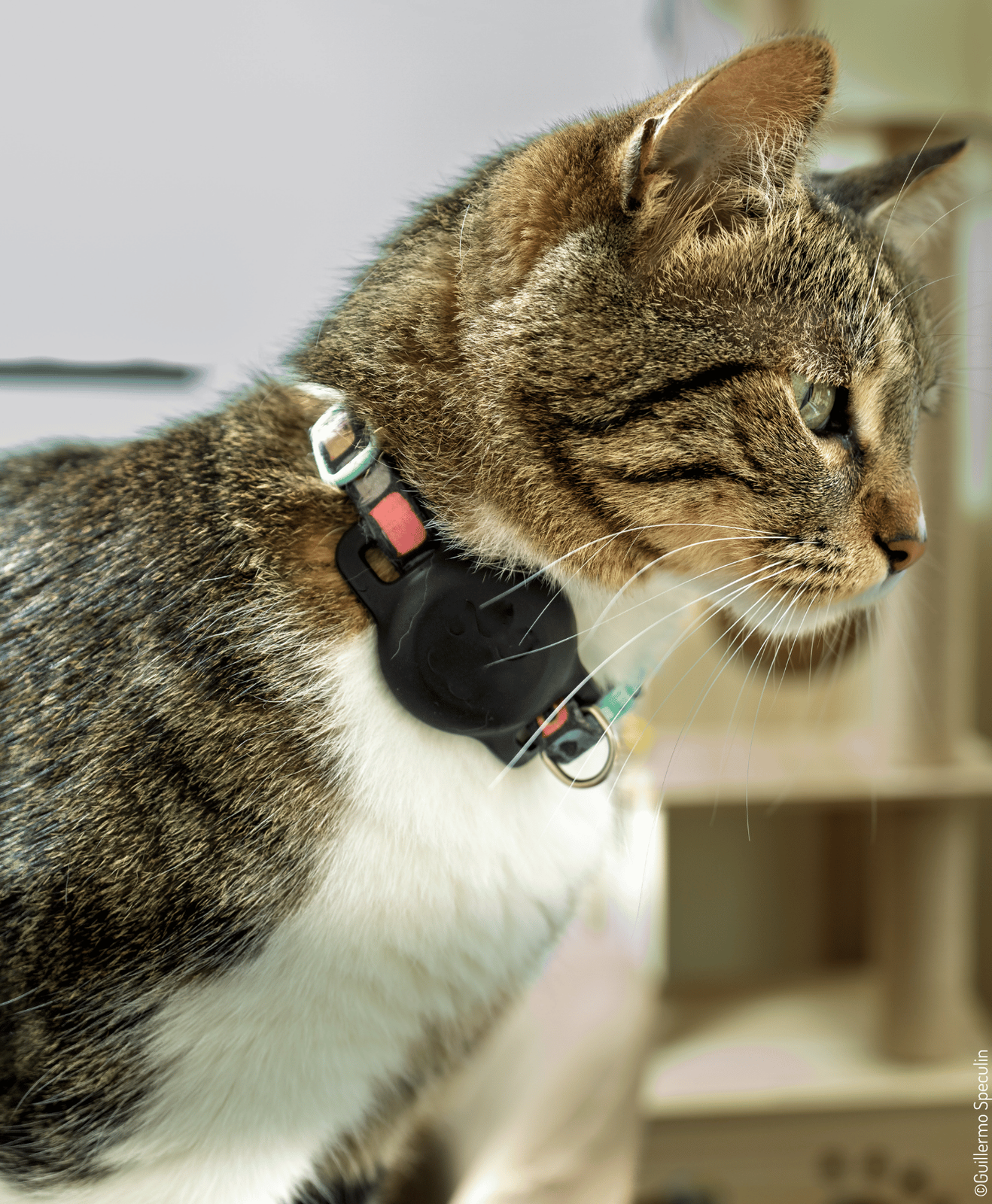 Chat tigré brun et blanc vu de profil portant un collier avec dispositif noir en intérieur