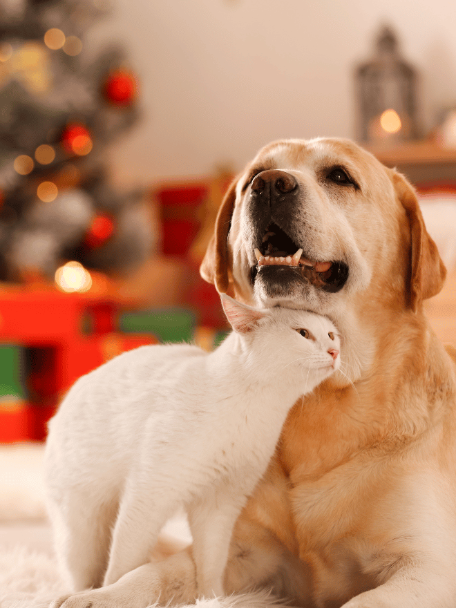 Chien beige et chat blanc devant un sapin de Noël