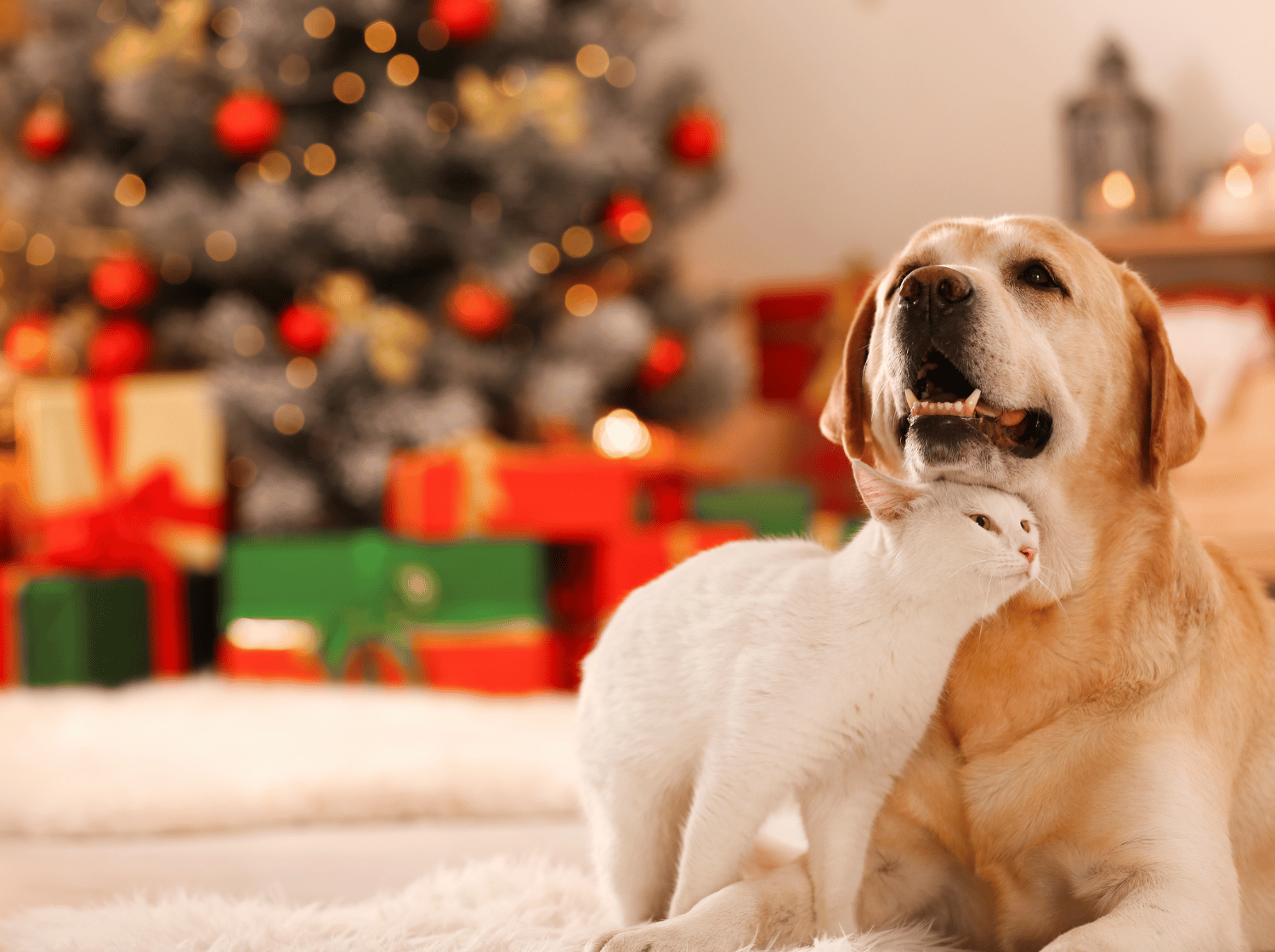 Chien beige et chat blanc devant un sapin de Noël