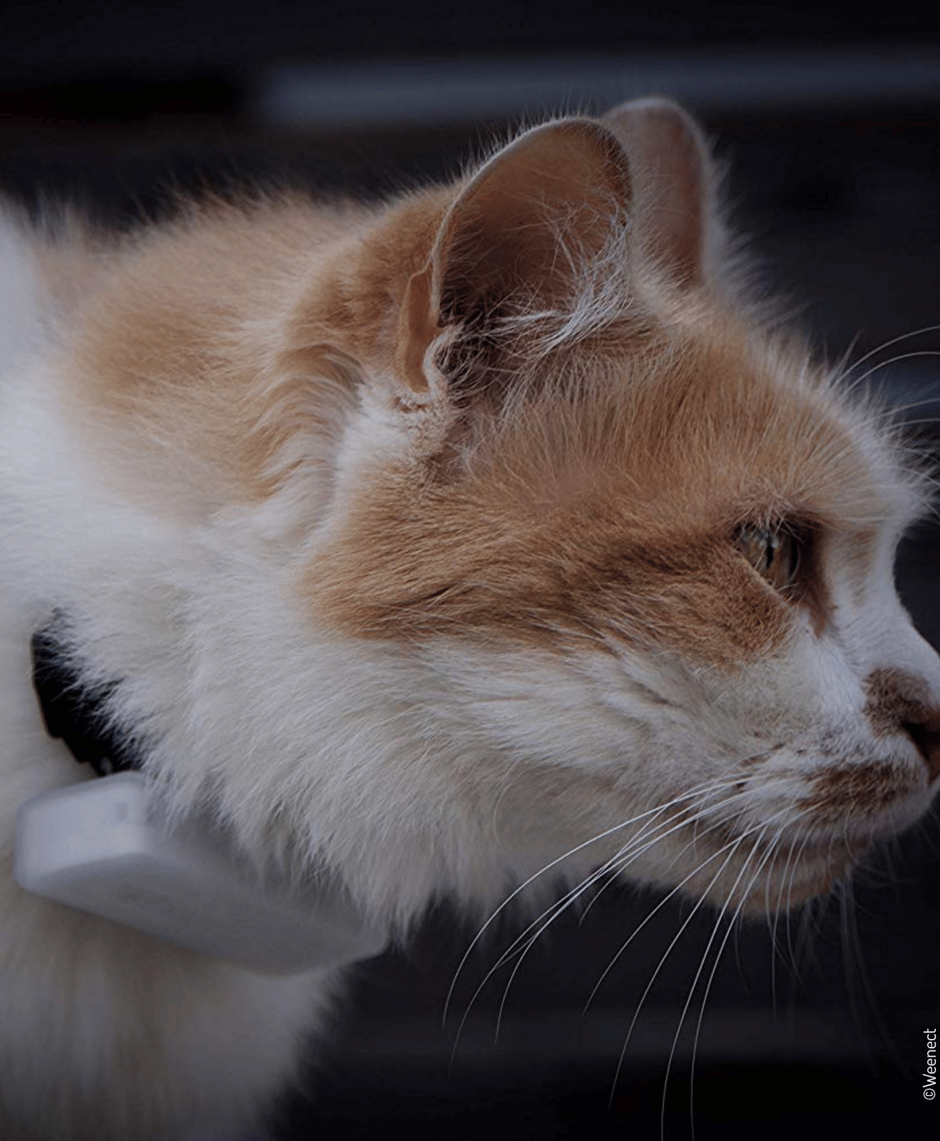 Chat roux et blanc portant un collier GPS