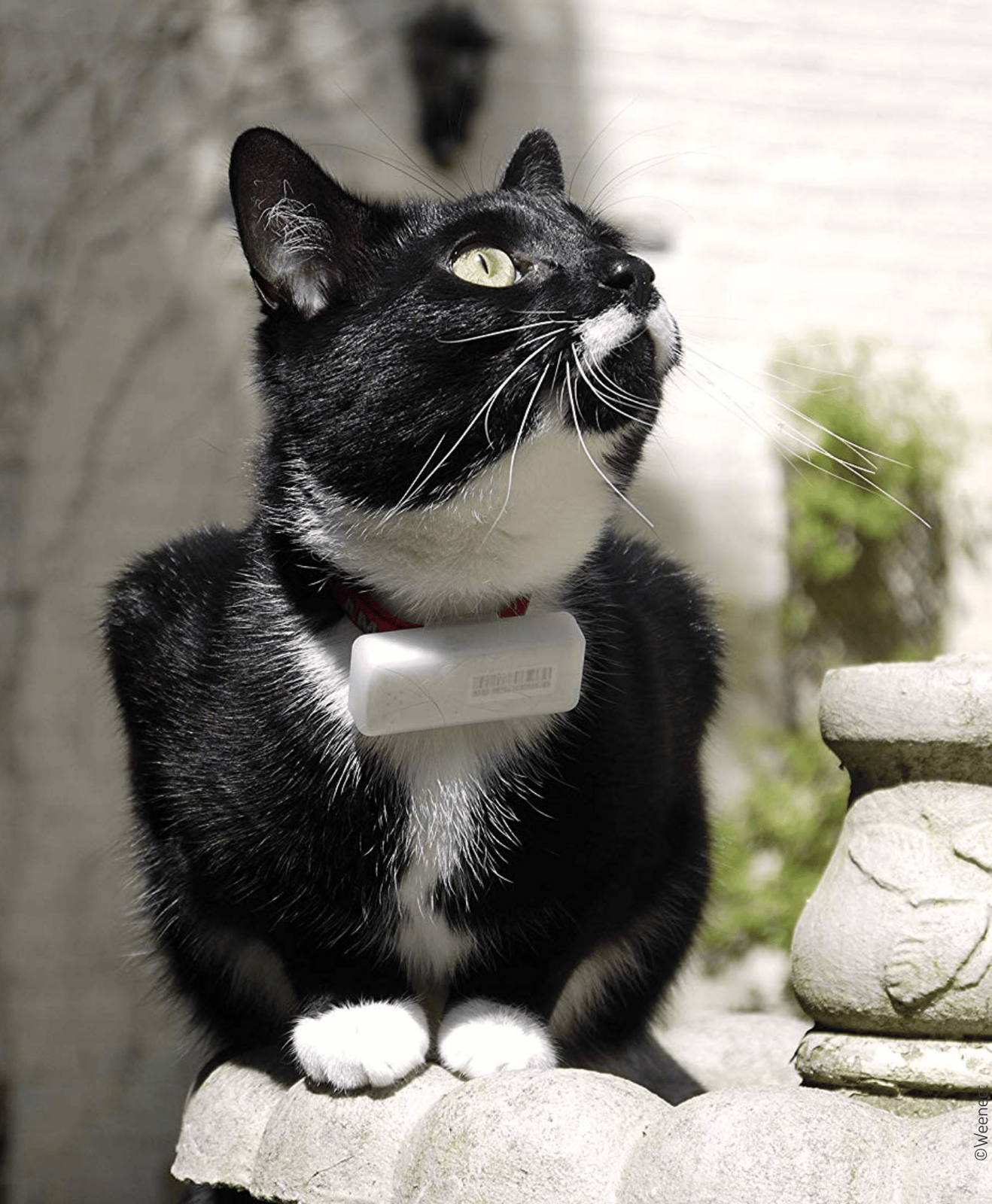 Chat noir et blanc portant un collier GPS, assis sur une balustrade en extérieur
