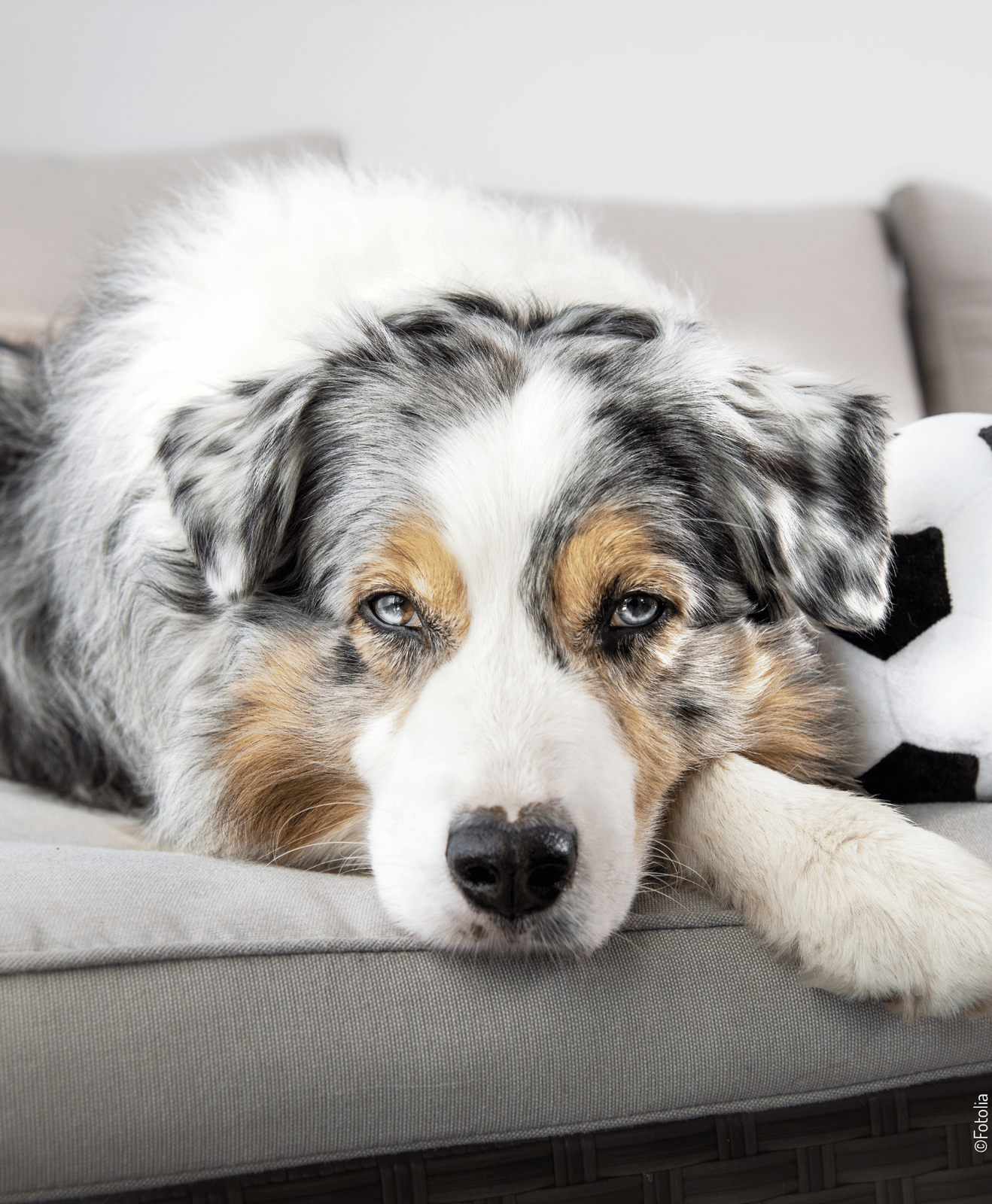Chien allongé sur un canapé avec un ballon de football