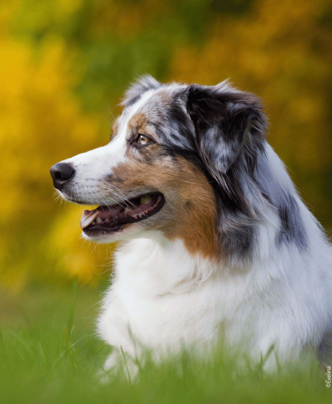 Berger australien assis dans l'herbe, regard tourné vers la gauche