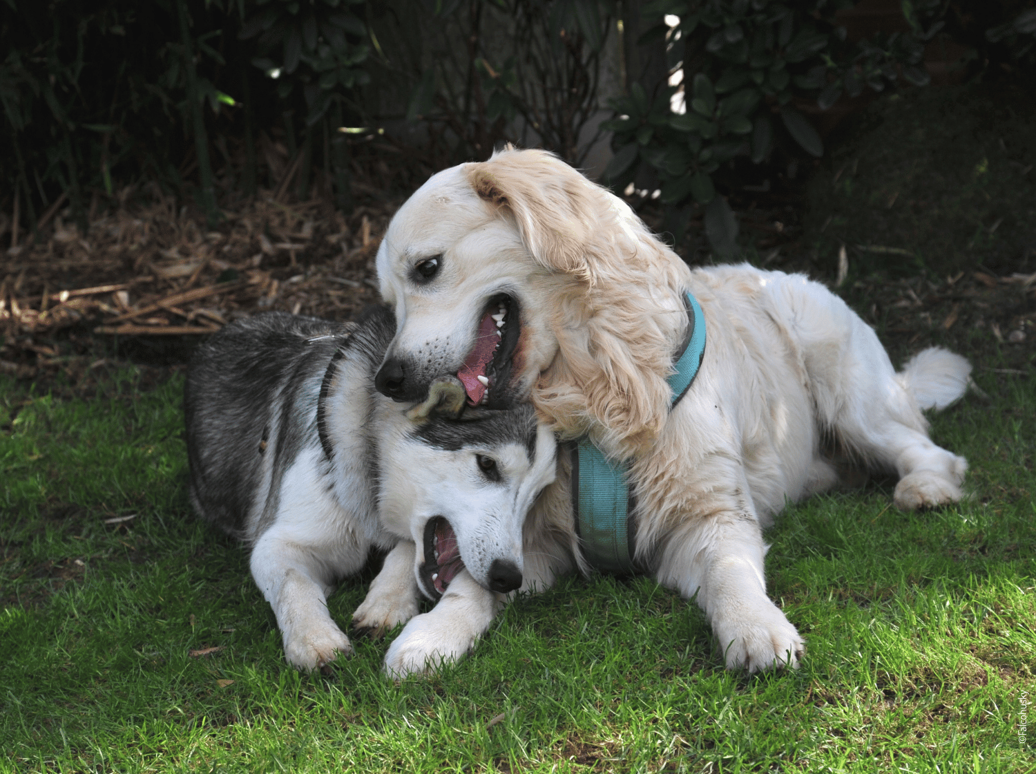 Deux chiens allongés sur l'herbe qui jouent ensemble
