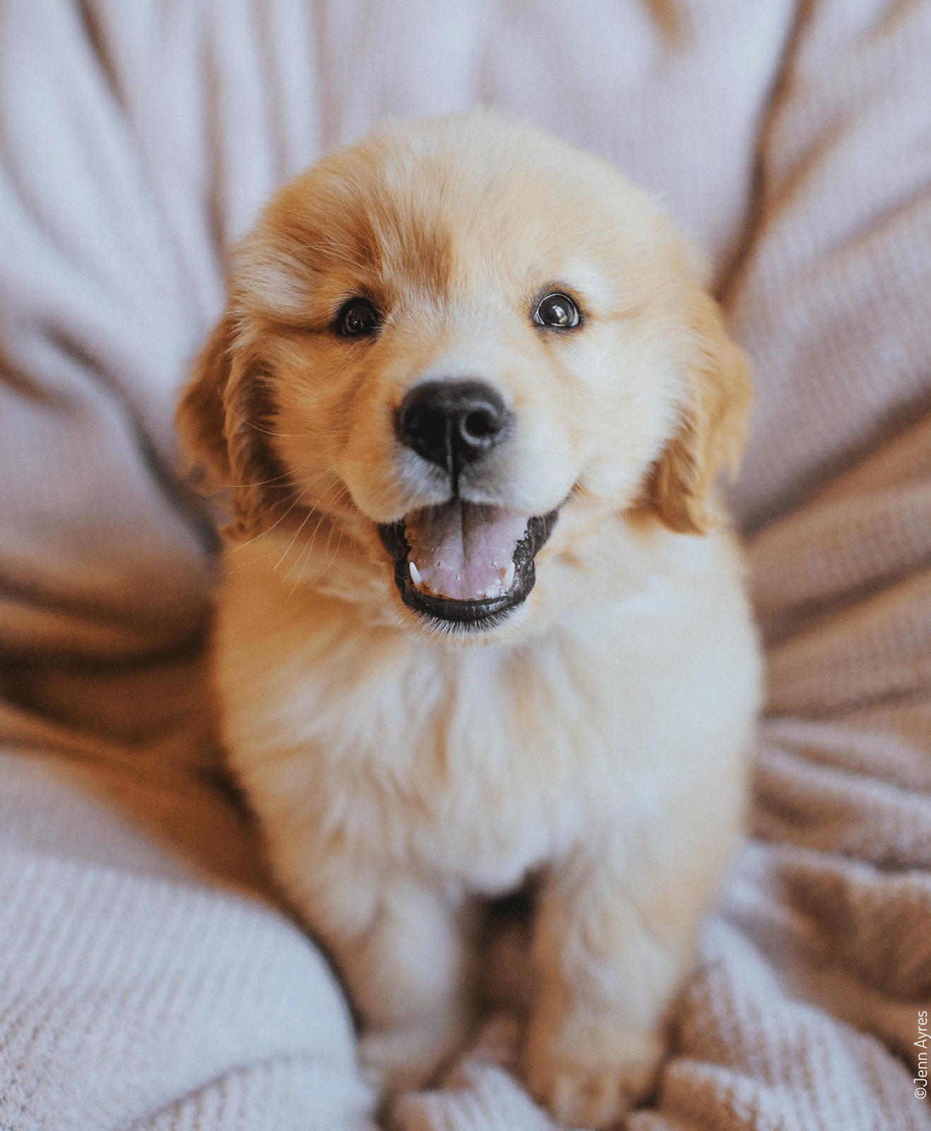 Chiot beige assis sur une couverture