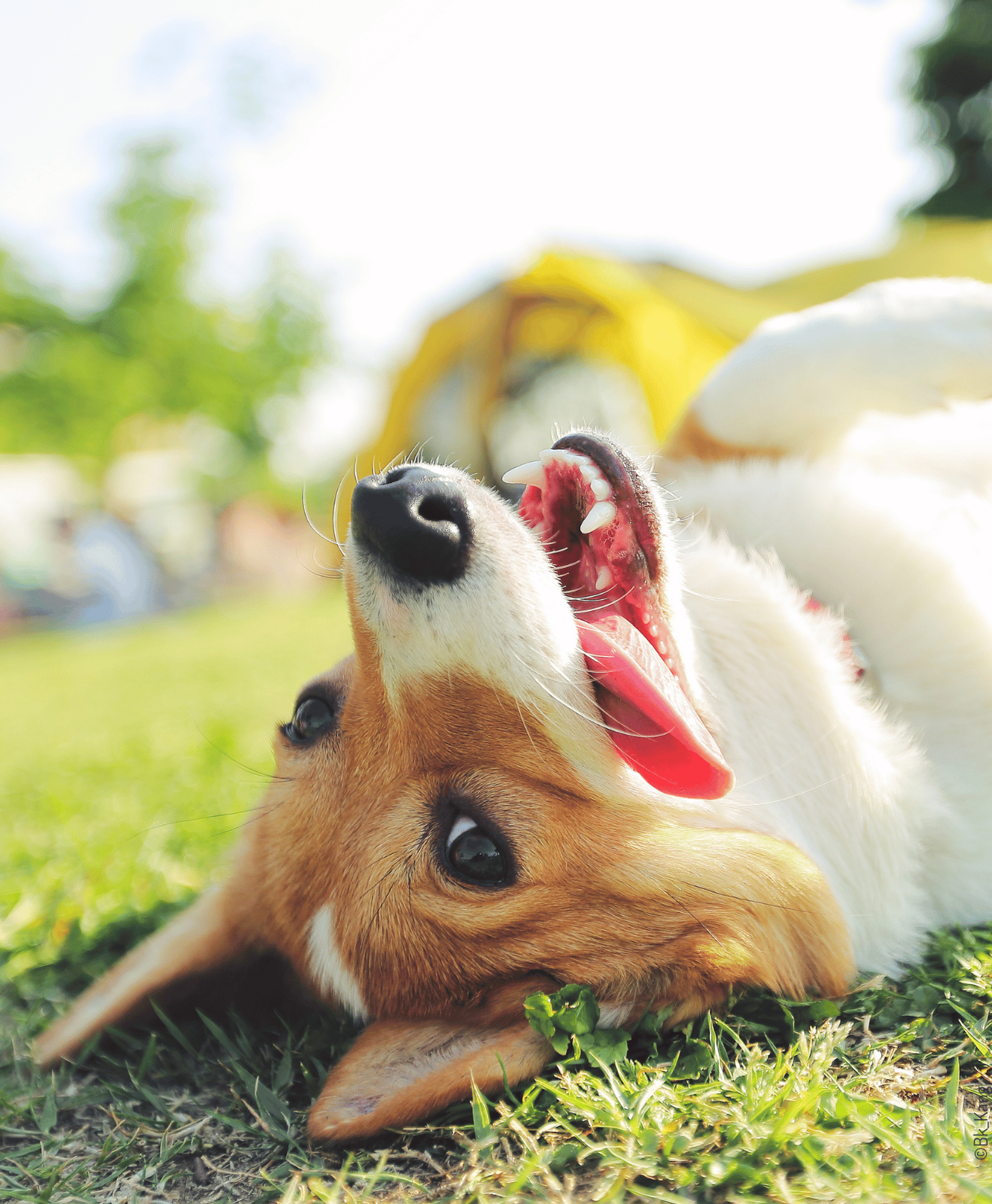 Corgi allongé sur l’herbe langue pendante