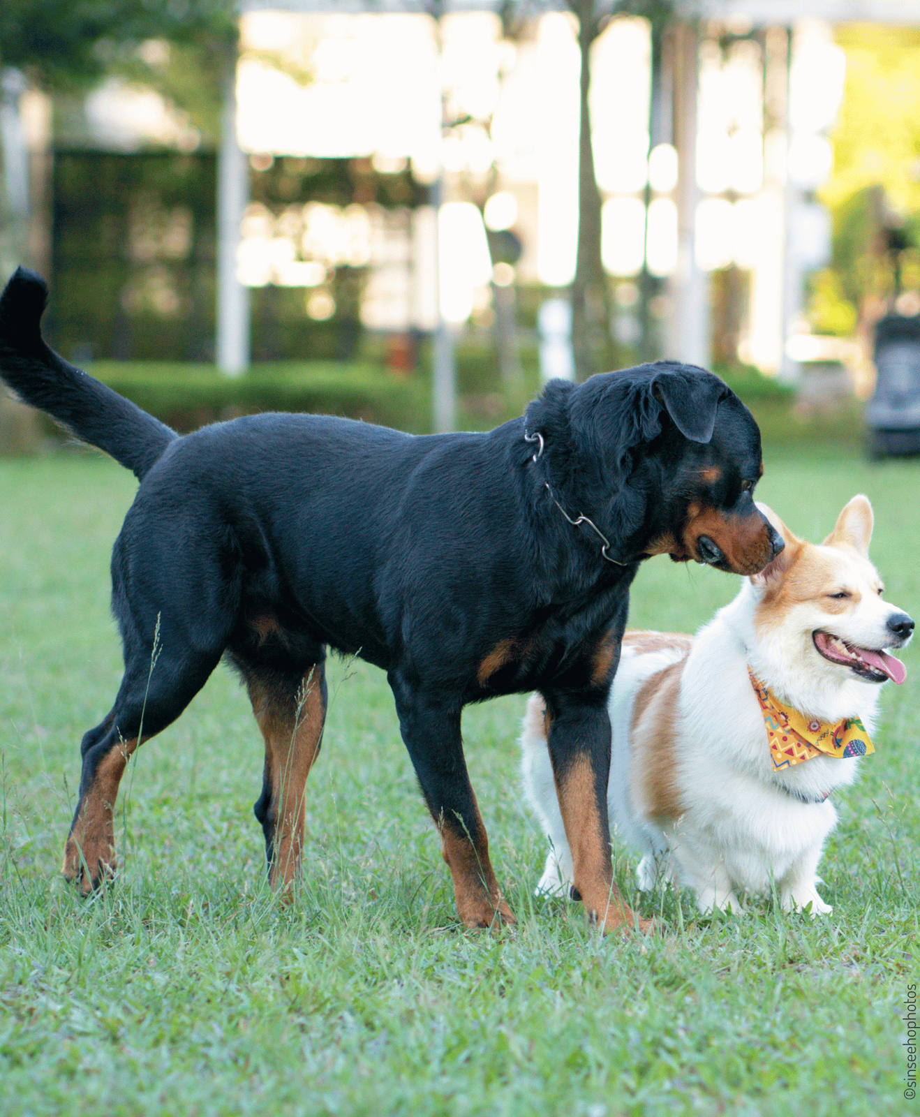Deux chiens jouant dans le parc