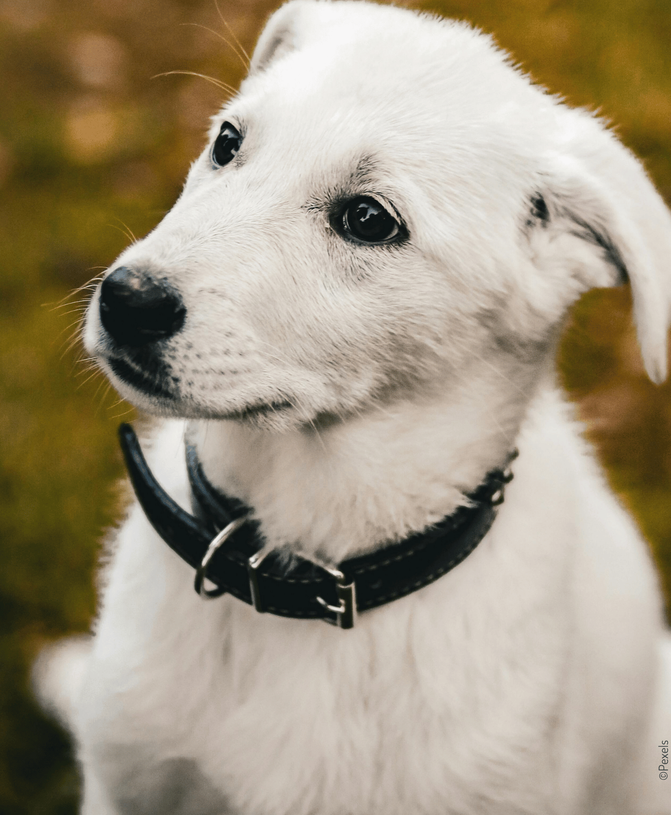 Chien blanc avec collier noir assis sur l’herbe