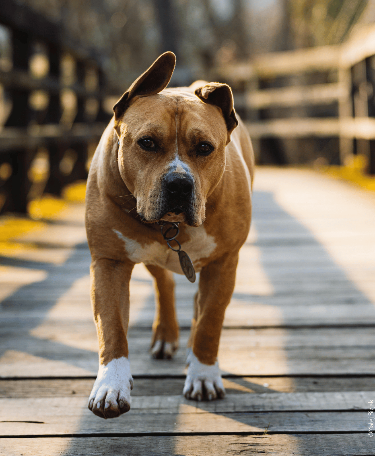 Chien marchant sur un pont en bois