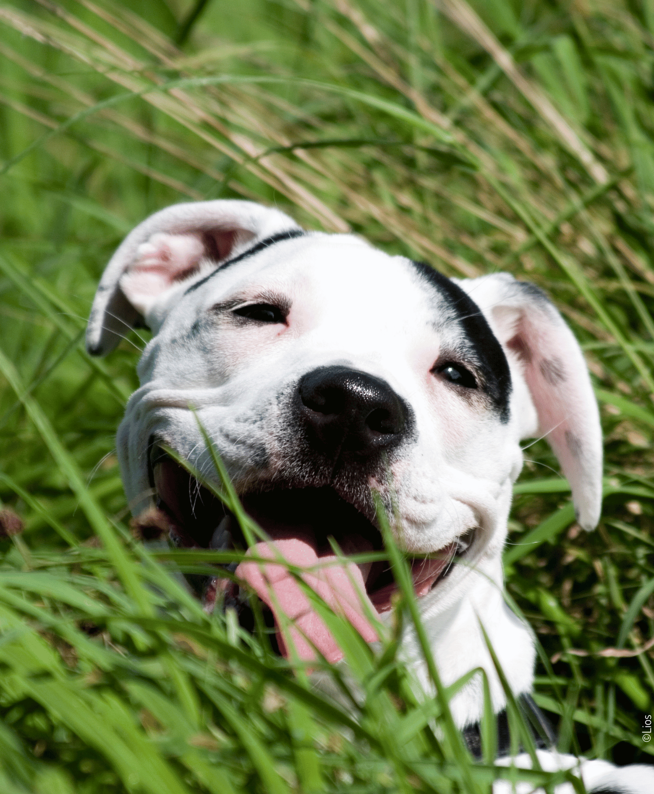 Chien blanc et noir allongé dans l’herbe haute