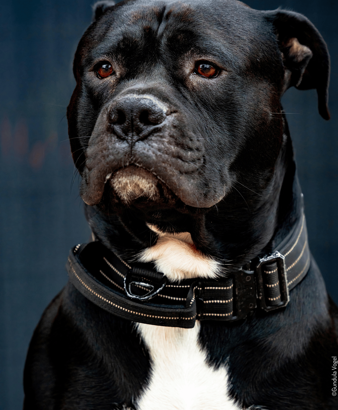 Chien noir musclé avec collier robuste