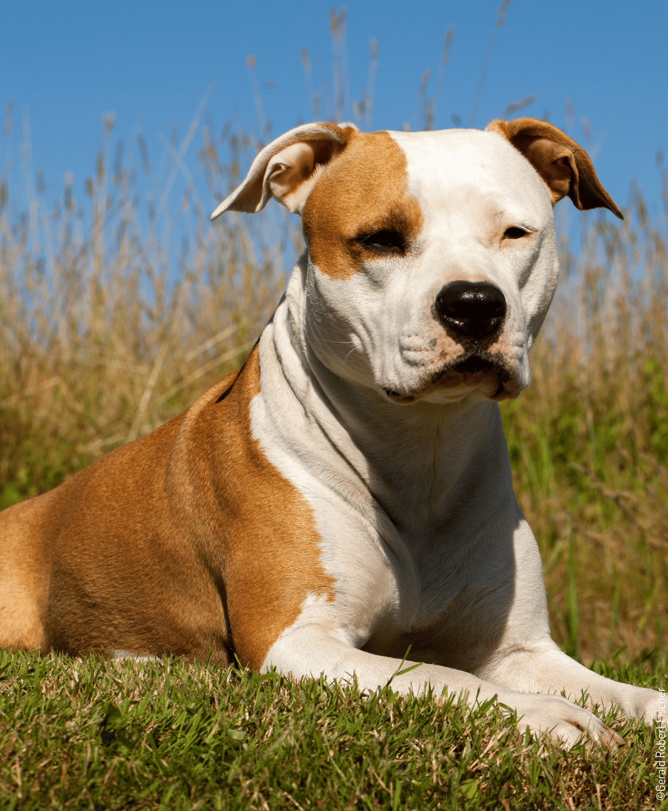 Chien marron et blanc allongé sur l’herbe par temps ensoleillé