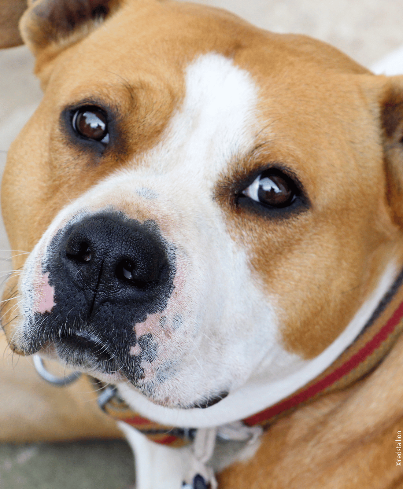 Chien marron avec collier, vu en gros plan