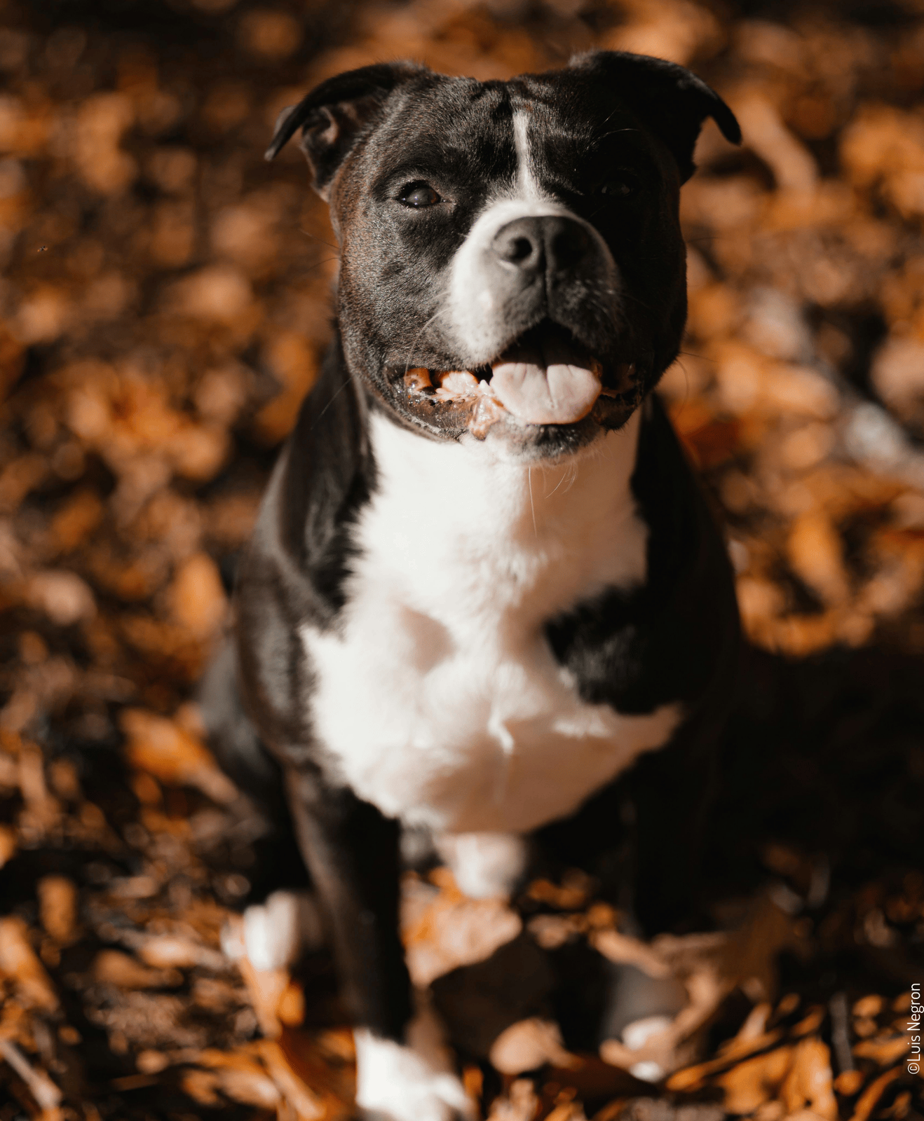 Chien noir et blanc assis sur un tapis de feuilles