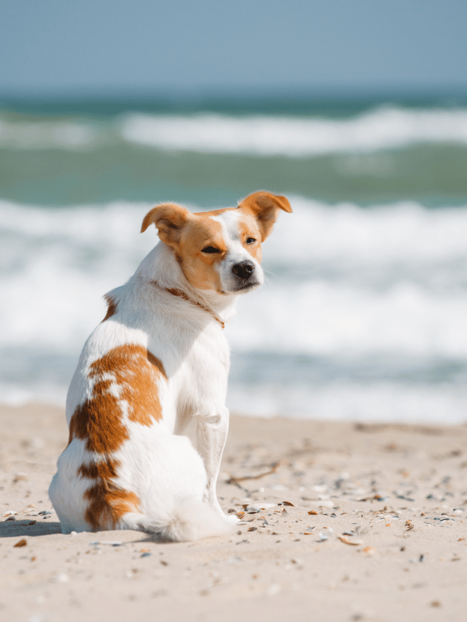 Chien assis sur la plage face à la mer