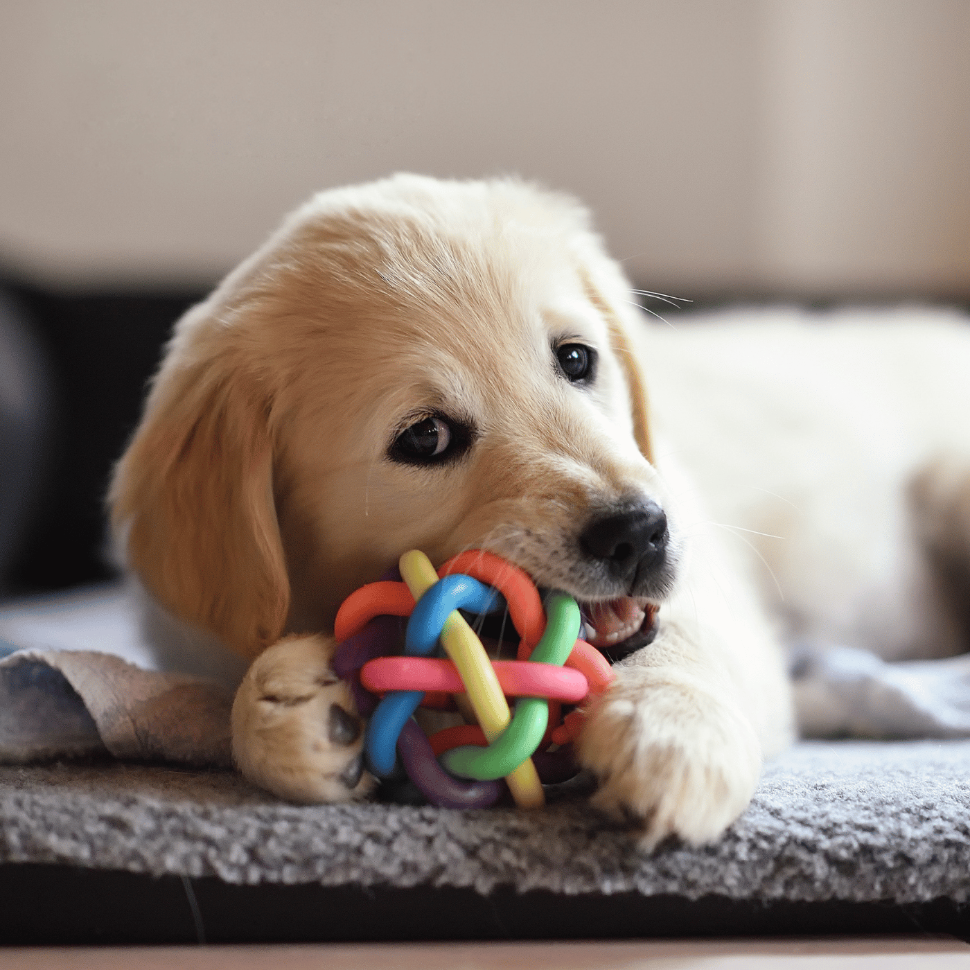 Chiot allongé sur un tapis avec un jouet coloré