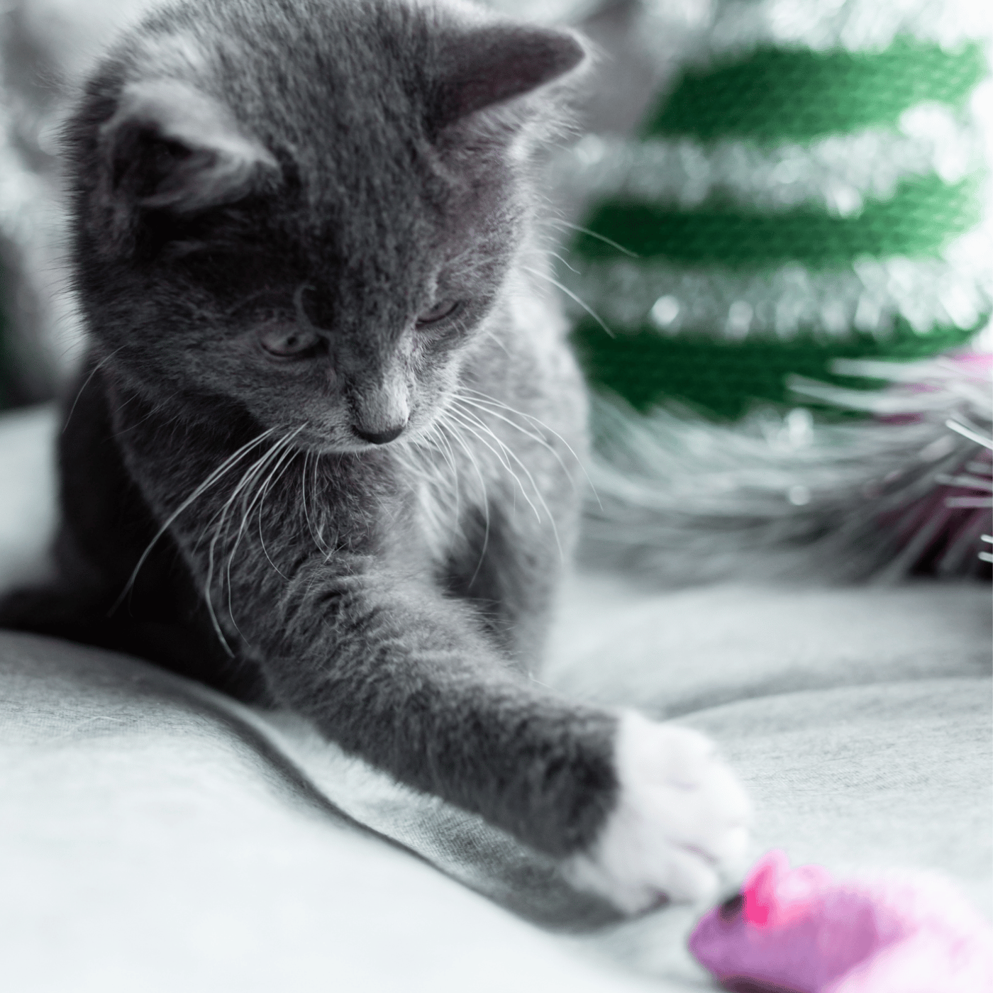 Chaton gris jouant avec un jouet rose sur un canapé