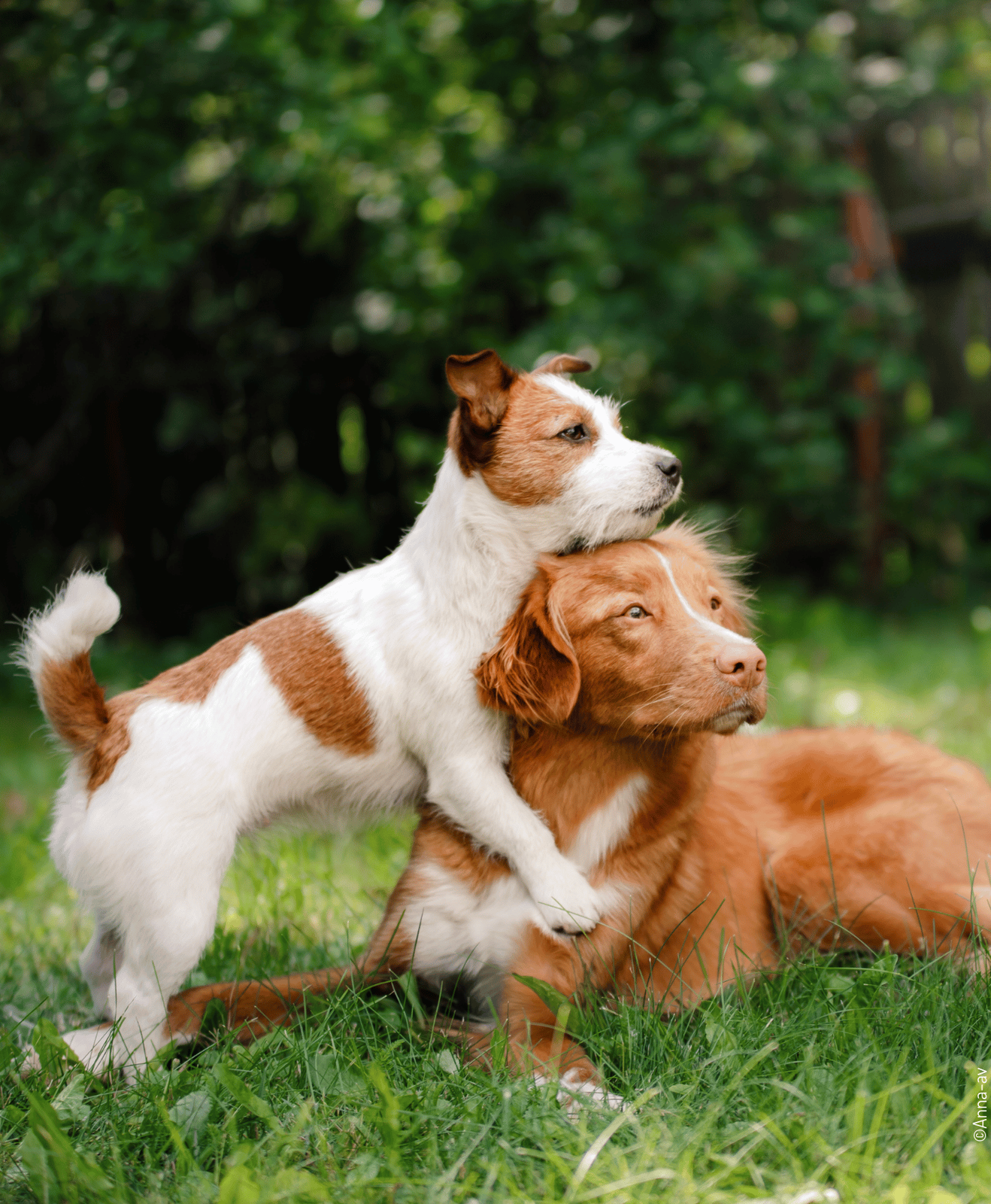 Deux chiens jouant ensemble sur l'herbe