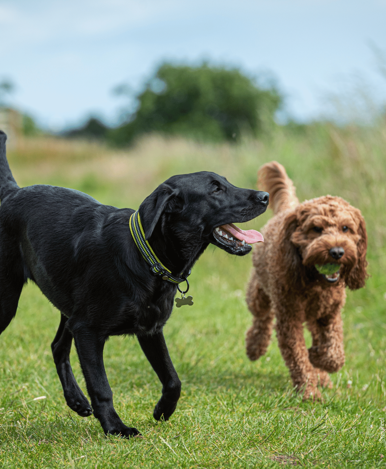 Deux chiens courant ensemble sur l’herbe